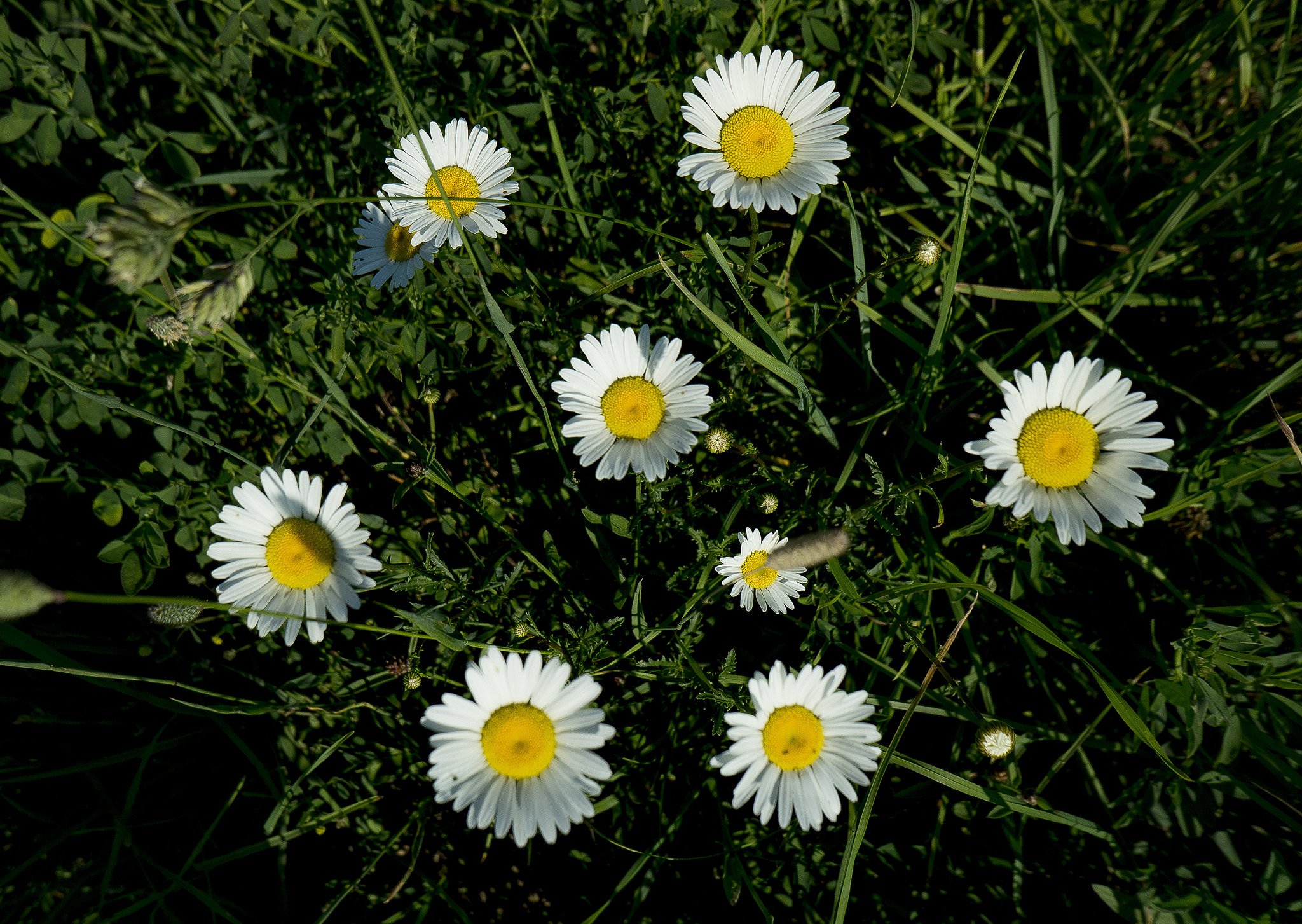Sony Alpha NEX-7 + Sony E 16mm F2.8 sample photo. Daisies photography