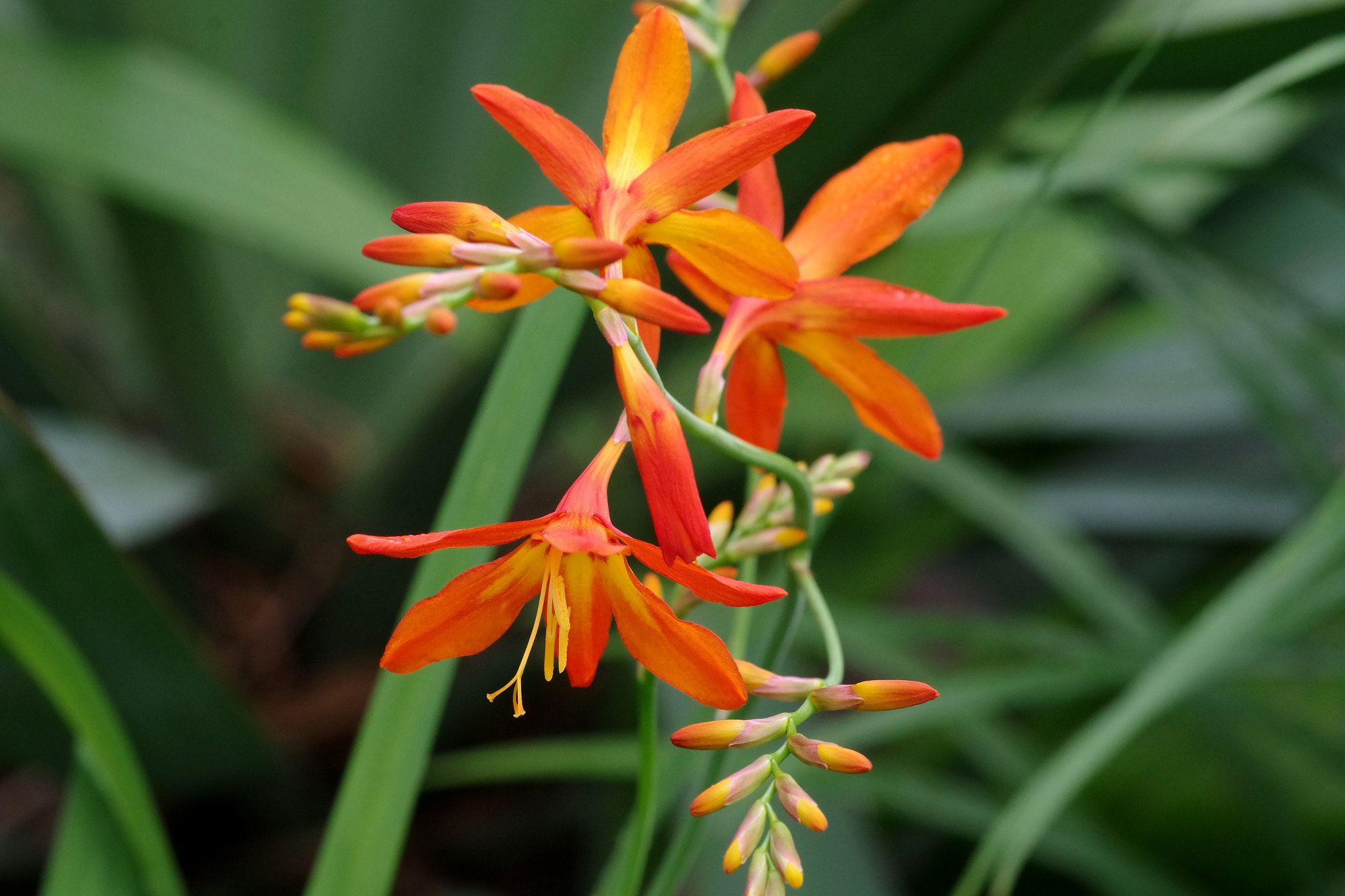Pentax smc D-FA 100mm F2.8 Macro WR sample photo. Montbretia (ヒメヒオウギズイセン) photography