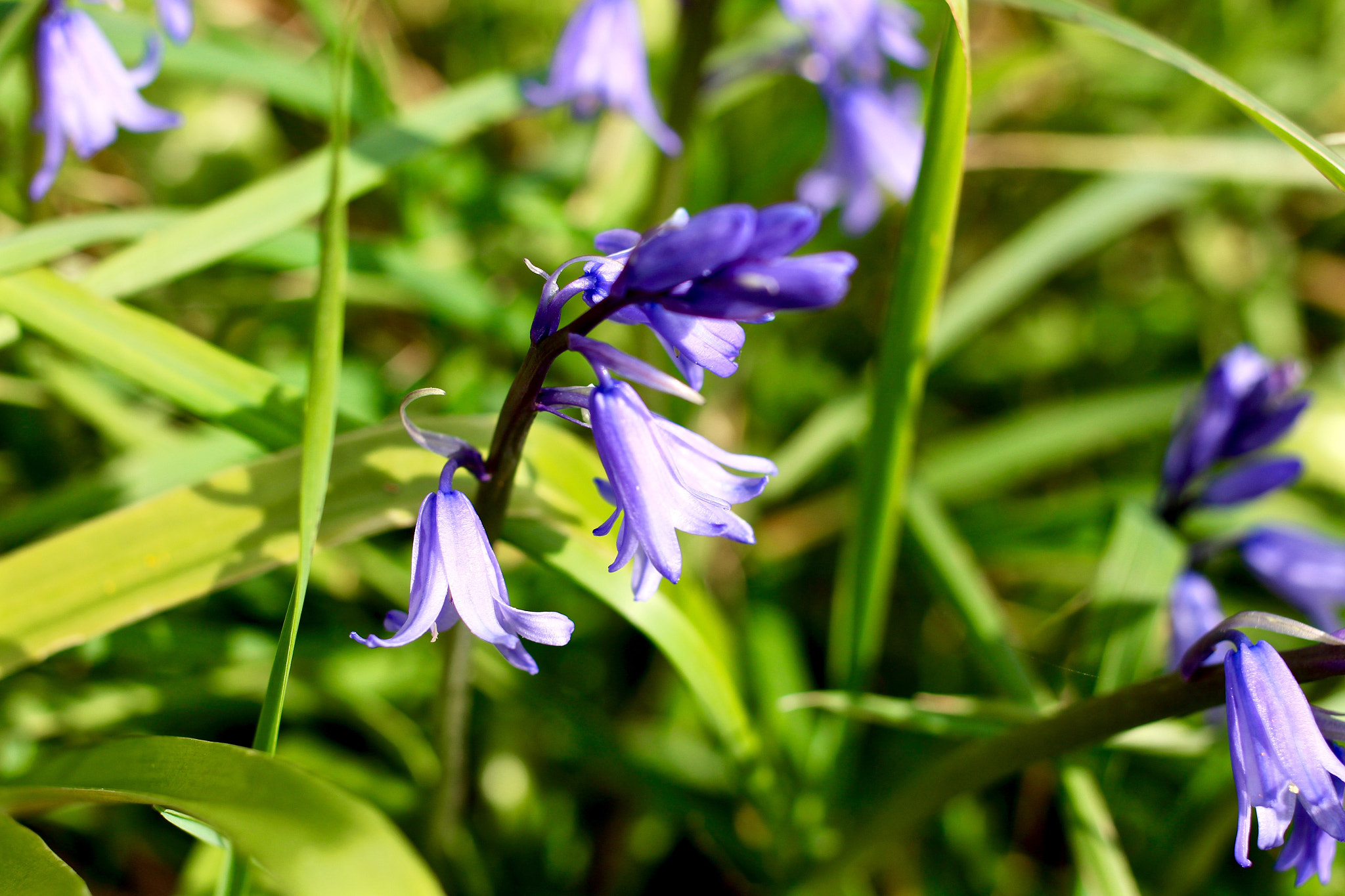 Canon EF 40mm F2.8 STM sample photo. Purple flowers photography