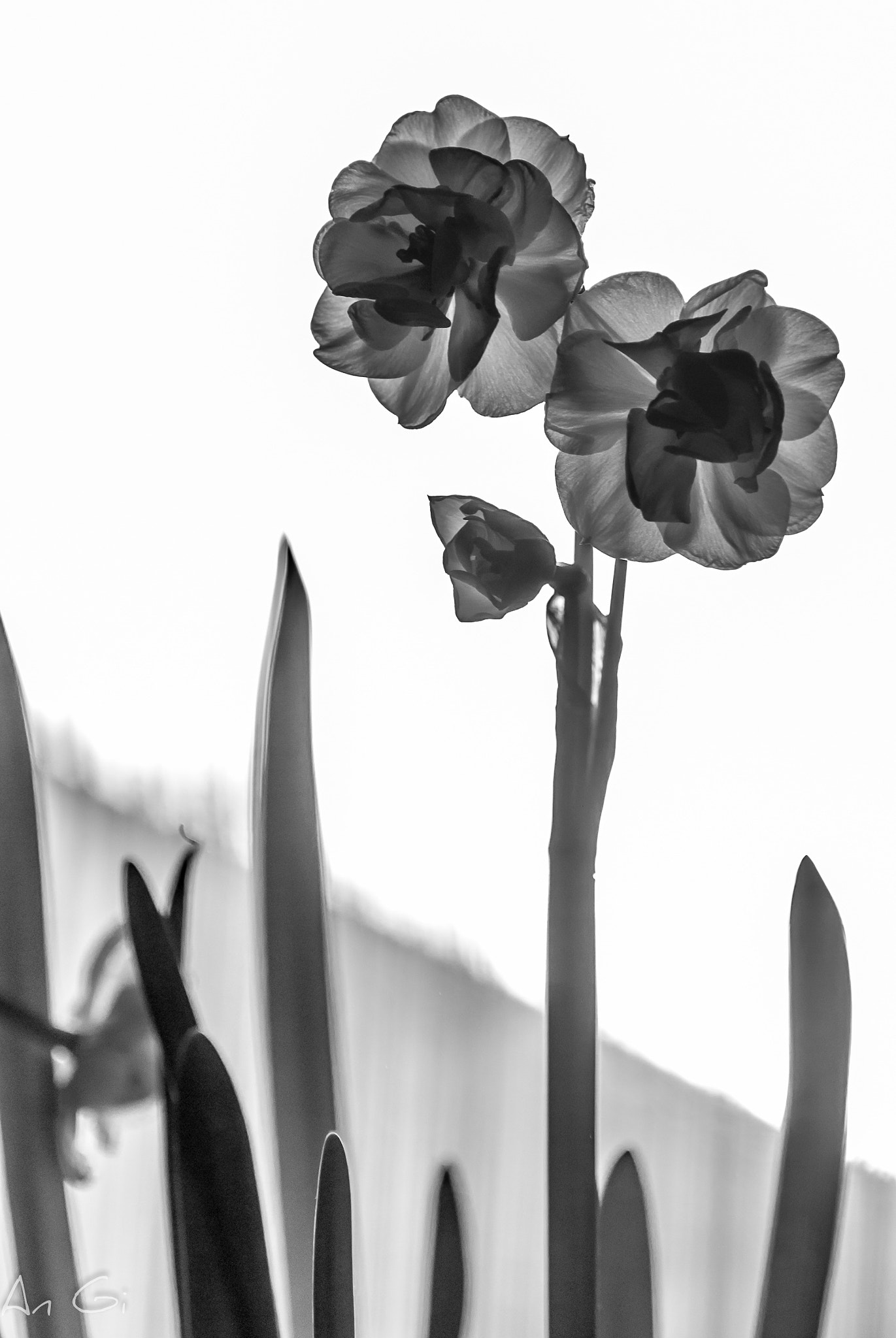 Nikon D60 sample photo. Narcisse photography