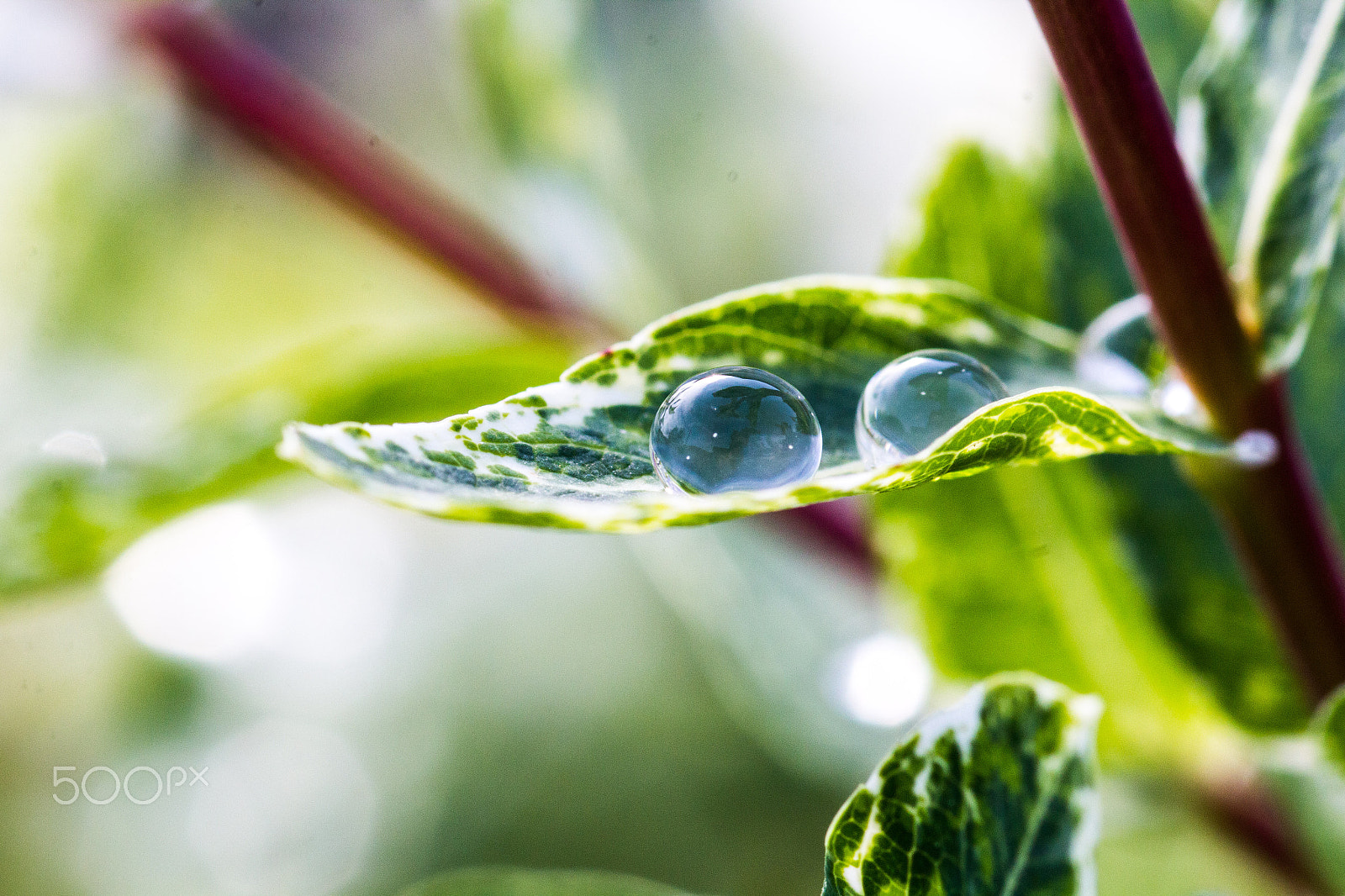 Canon EOS 60D + Canon EF 100mm F2.8 Macro USM sample photo. Rain drops green photography