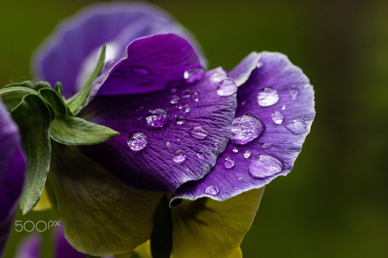 Canon EF 100mm F2.8 Macro USM sample photo. Rain on flowers photography