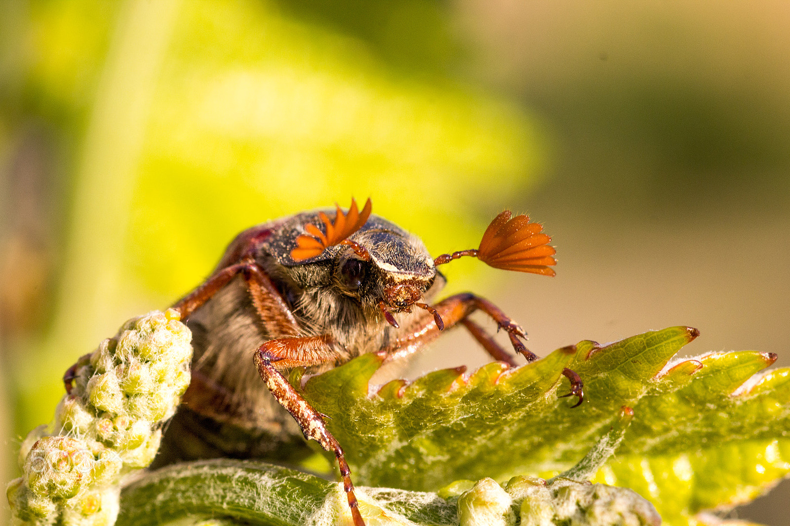 Canon EF 100mm F2.8 Macro USM sample photo. Vineyard bug photography