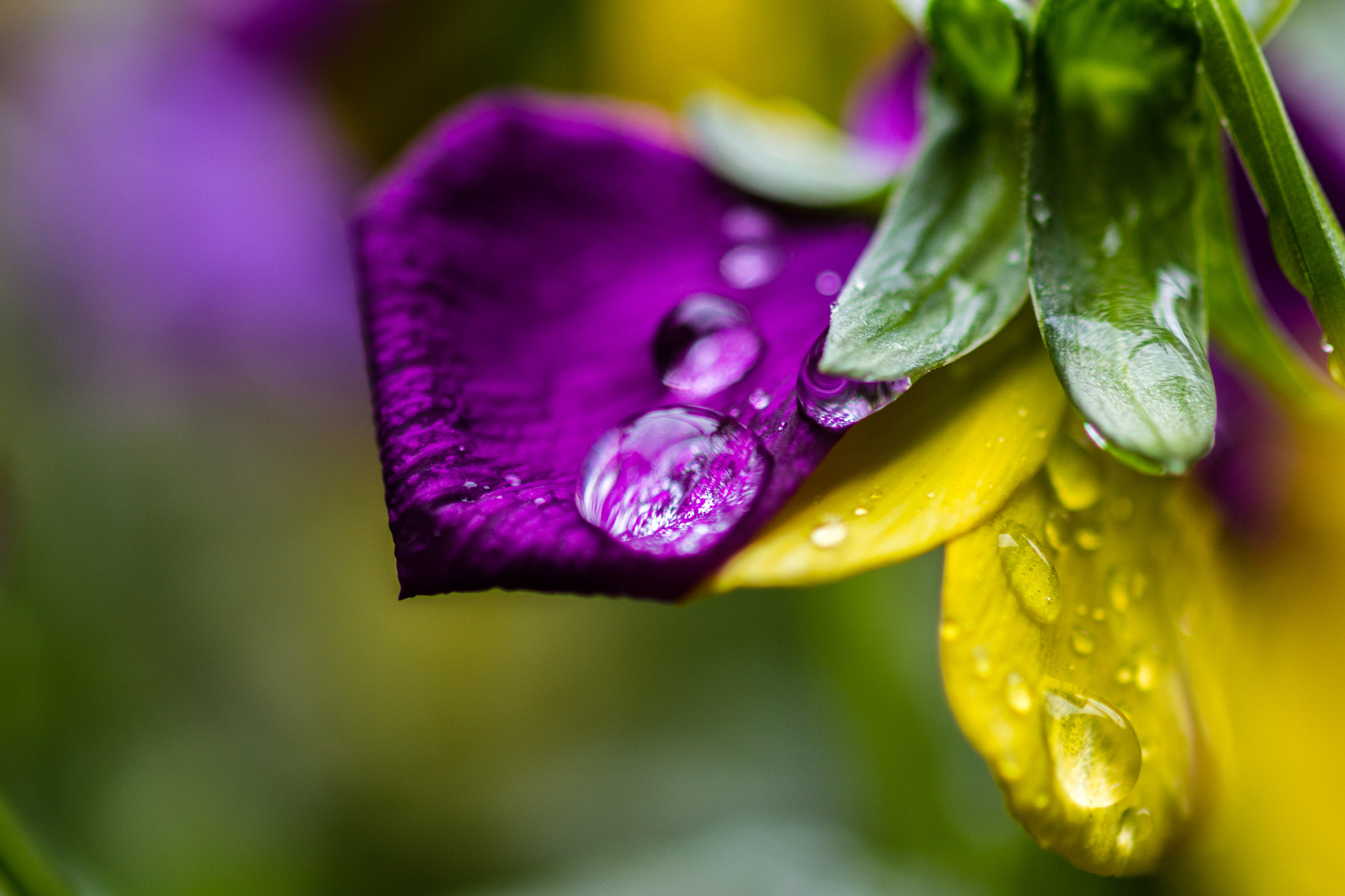 Canon EF 100mm F2.8 Macro USM sample photo. 3 color flower photography