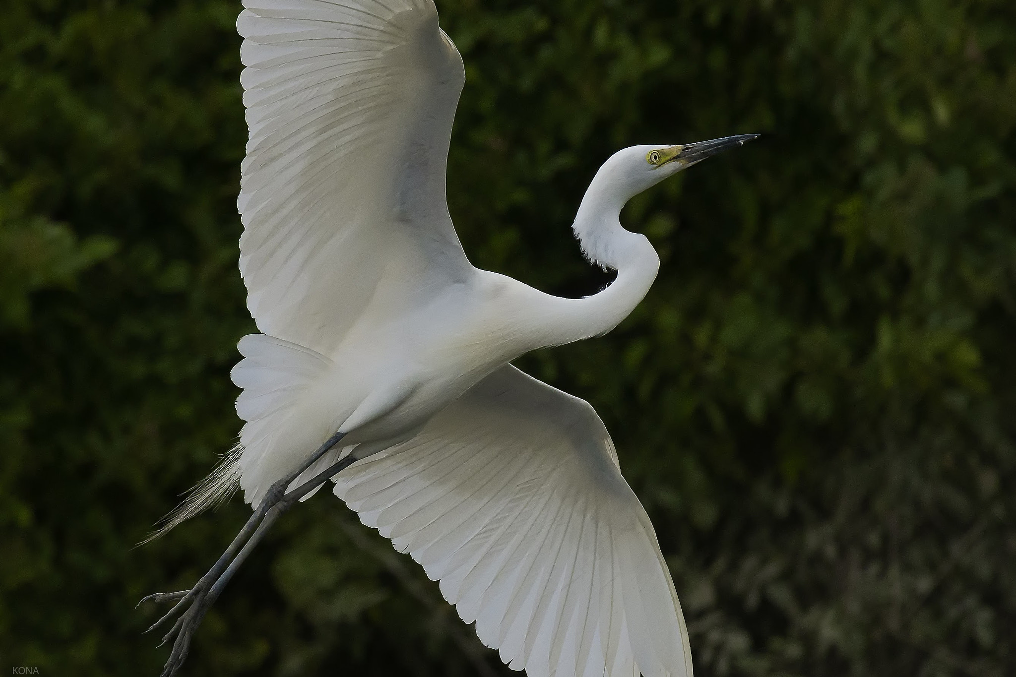 Nikon AF-S Nikkor 400mm F2.8G ED VR II sample photo. Sagi photography