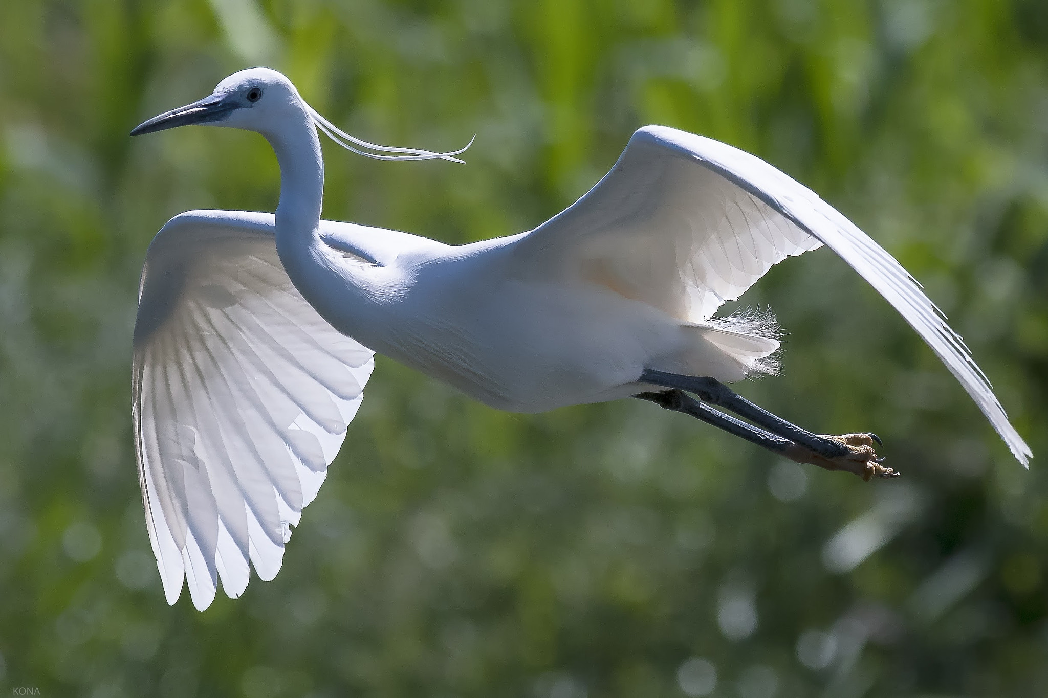 Nikon AF-S Nikkor 400mm F2.8G ED VR II sample photo. Sagi photography