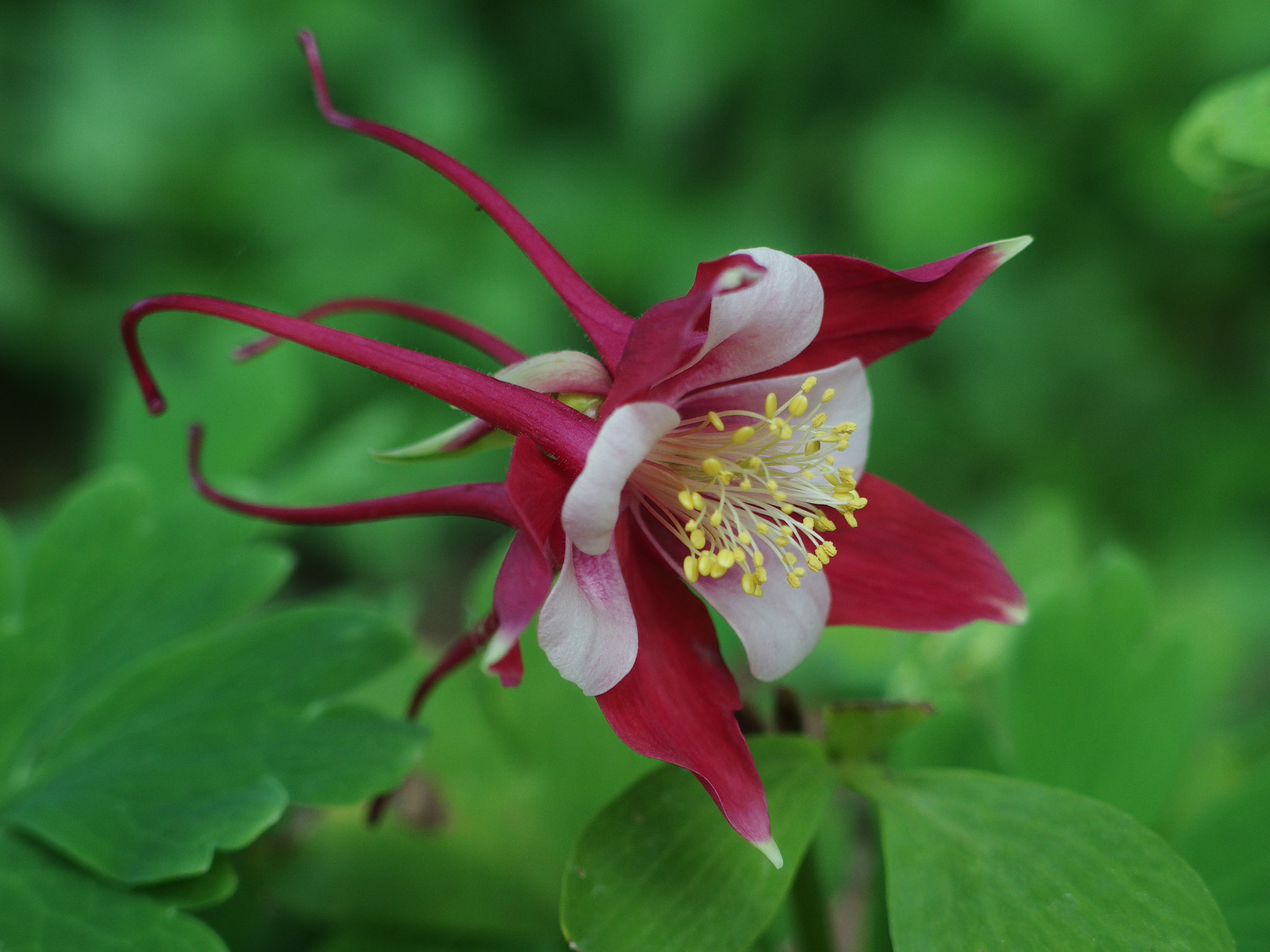 PENTAX RICOH IMAGING PENTAX MX-1 sample photo. Columbine photography