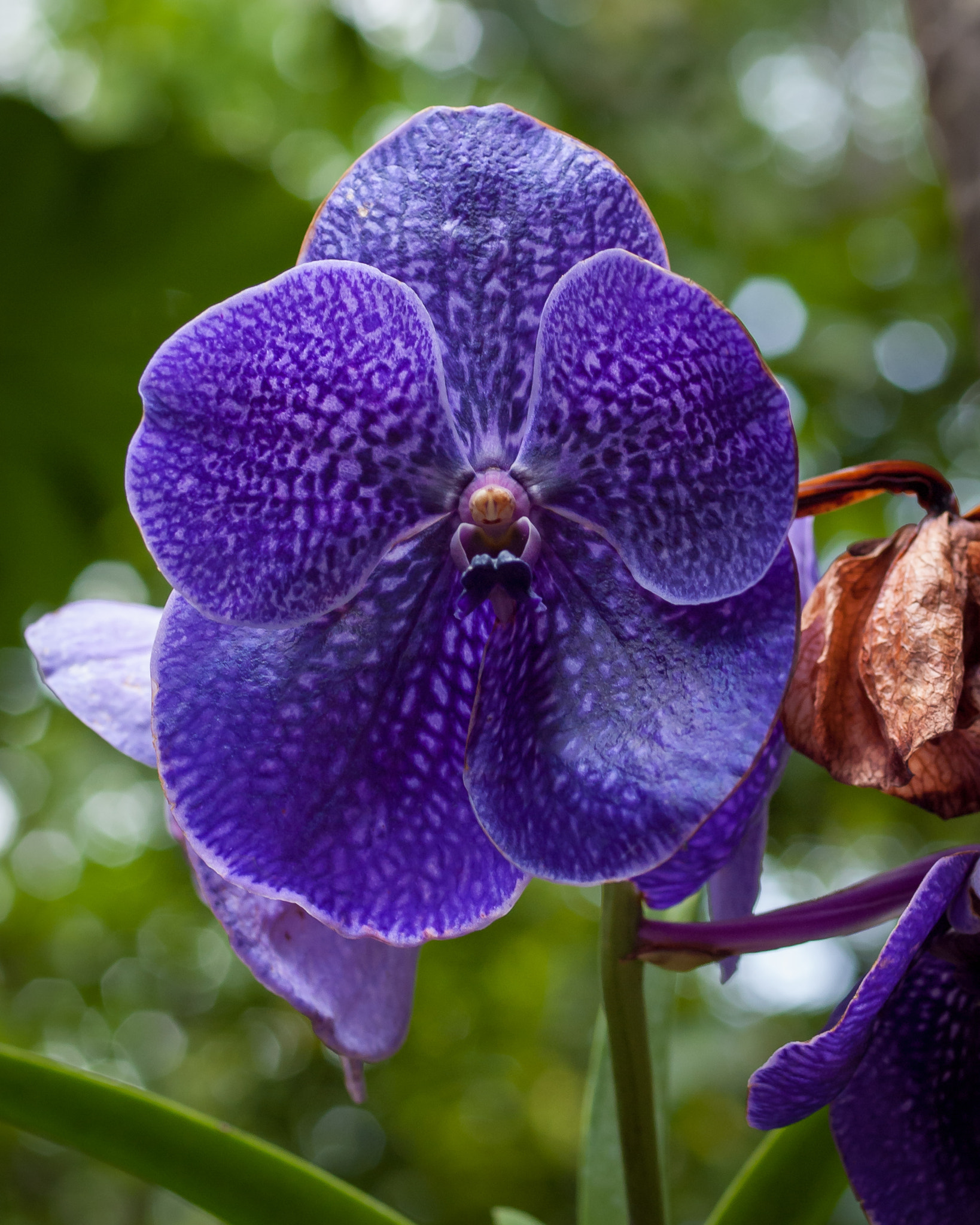 Olympus E-620 (EVOLT E-620) + OLYMPUS 50mm Lens sample photo. Orquidea photography