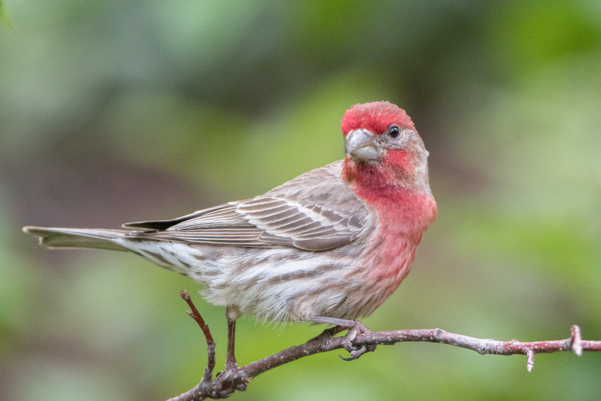 Canon EOS 7D Mark II + Canon EF 200-400mm F4L IS USM Extender 1.4x sample photo. House finch photography