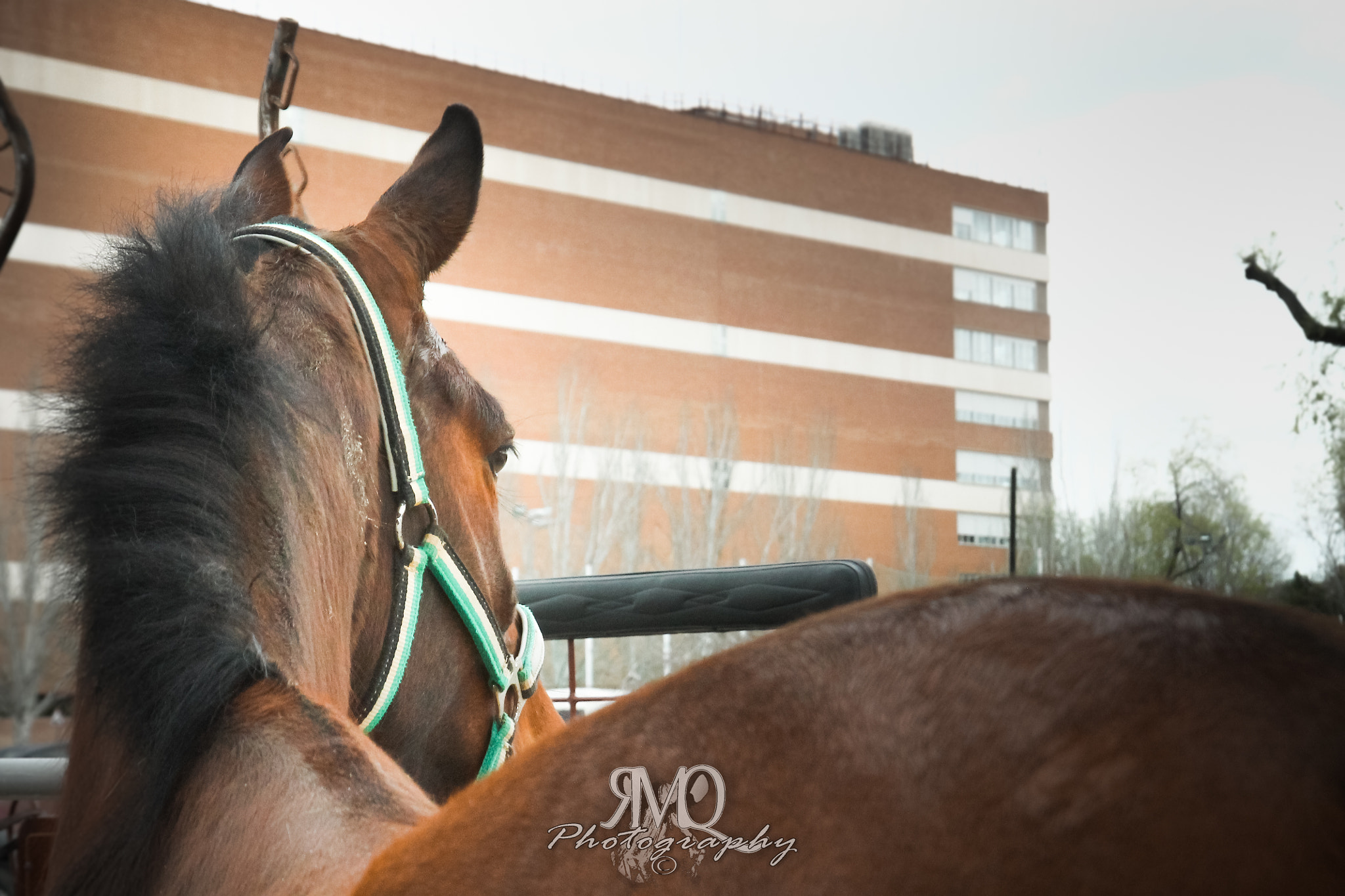 Canon EF 28-135mm F3.5-5.6 IS USM sample photo. In the moorning photography
