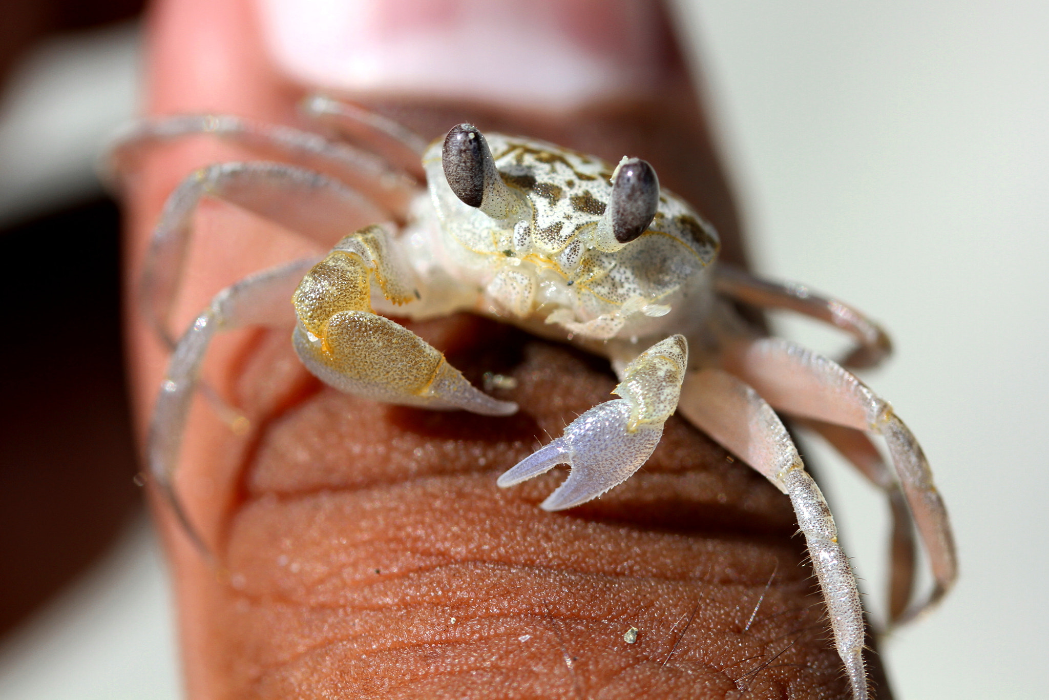 Canon EF-S 60mm F2.8 Macro USM sample photo. Beach crab photography