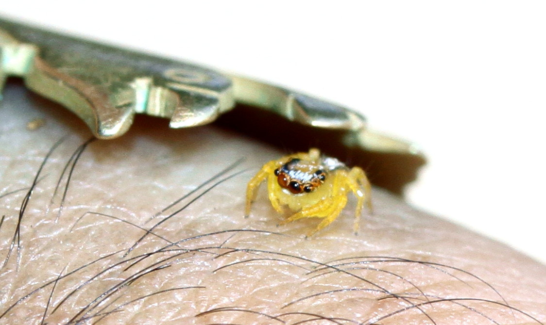 Canon EF-S 60mm F2.8 Macro USM sample photo. Spidy photography