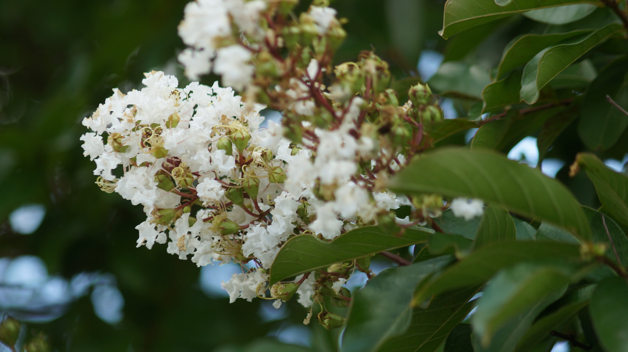 Sony 75-300mm F4.5-5.6 sample photo