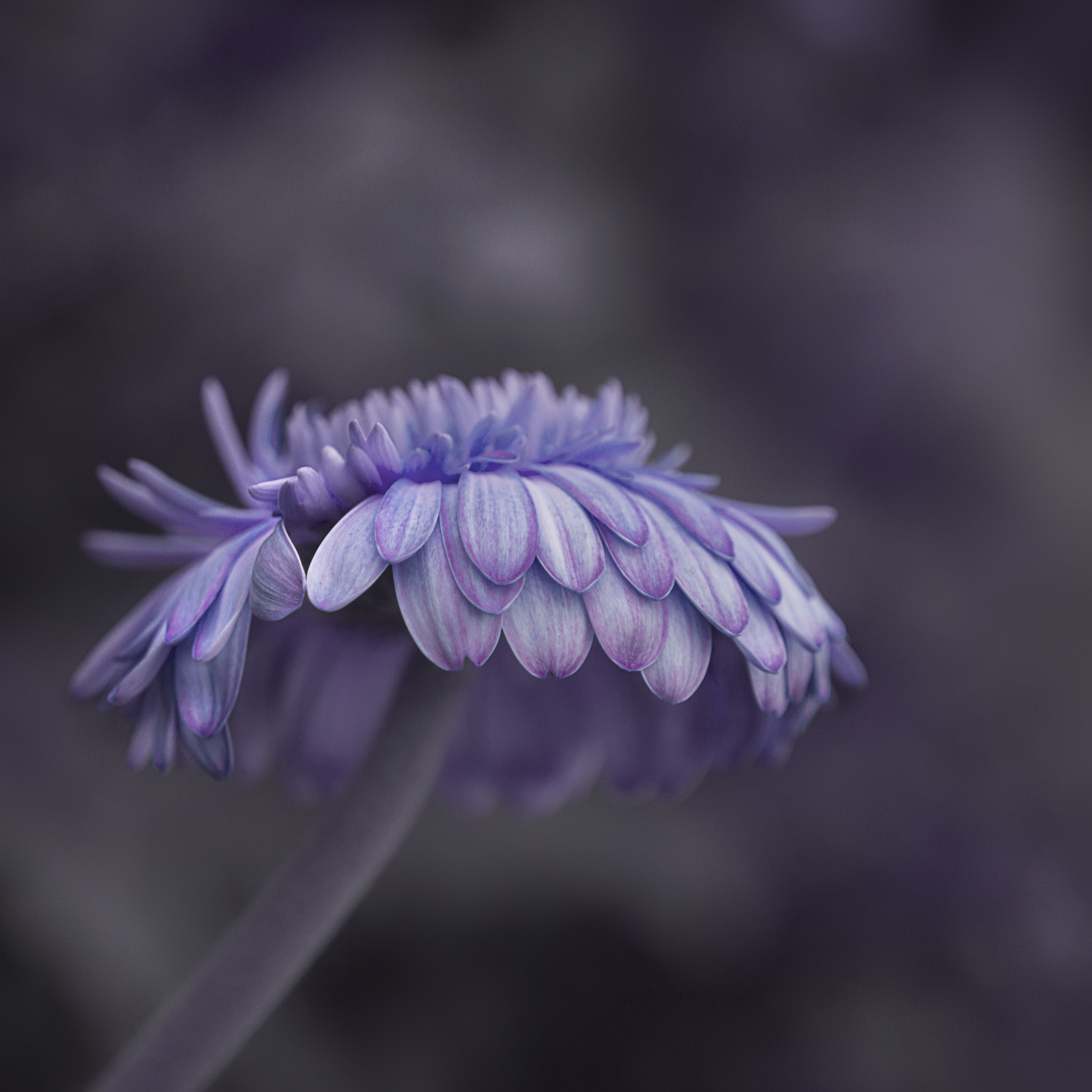 Canon EF 50mm F2.5 Macro sample photo. "dream is so easy" photography