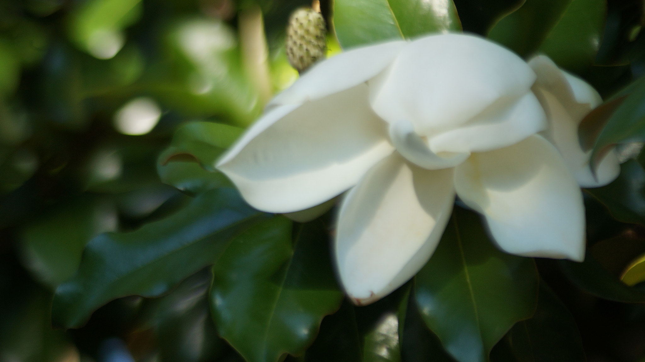 Sony 75-300mm F4.5-5.6 sample photo. Sm photography