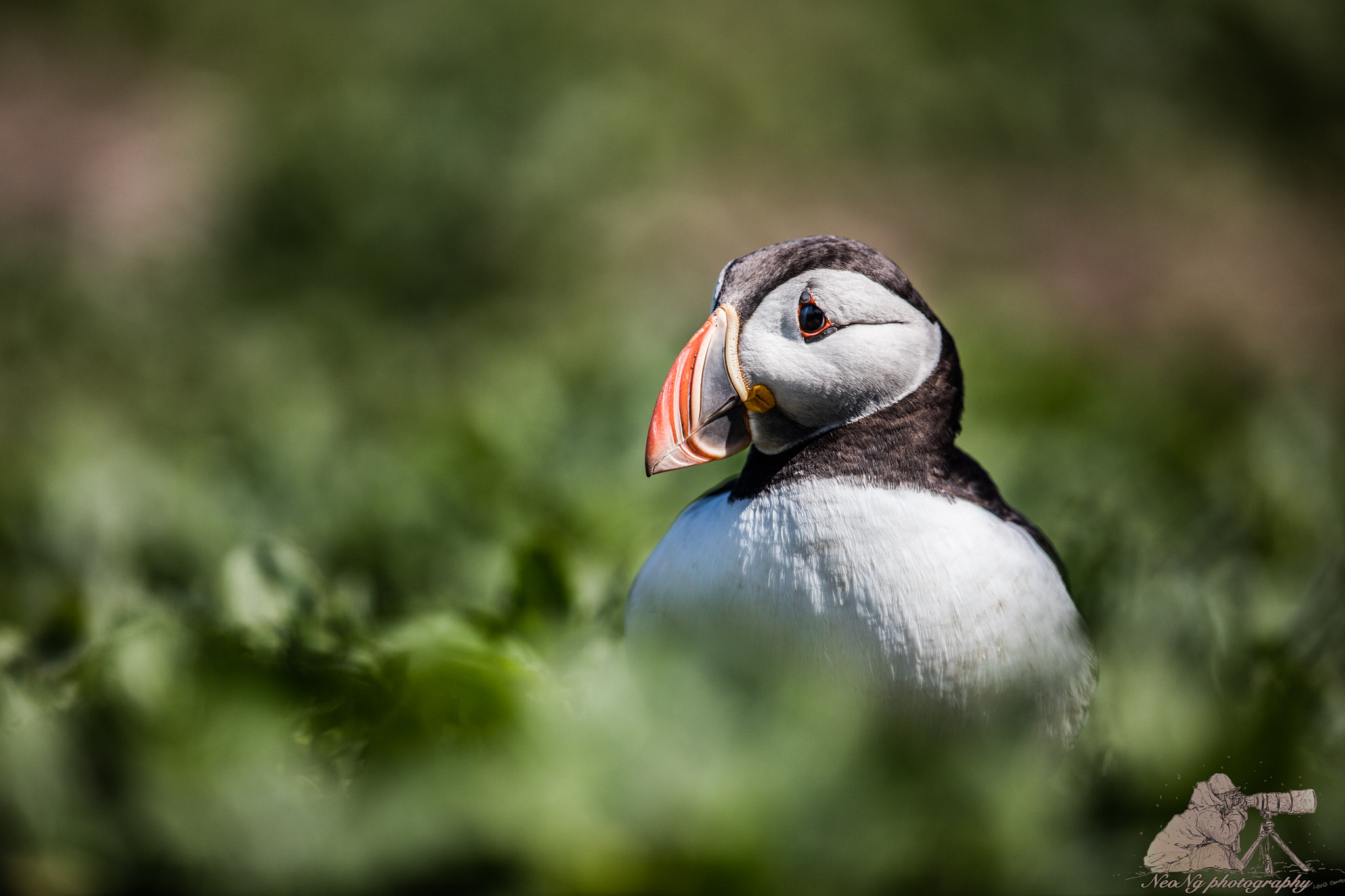 Canon EF 600mm F4L IS II USM sample photo. 5dsl0242.jpg photography