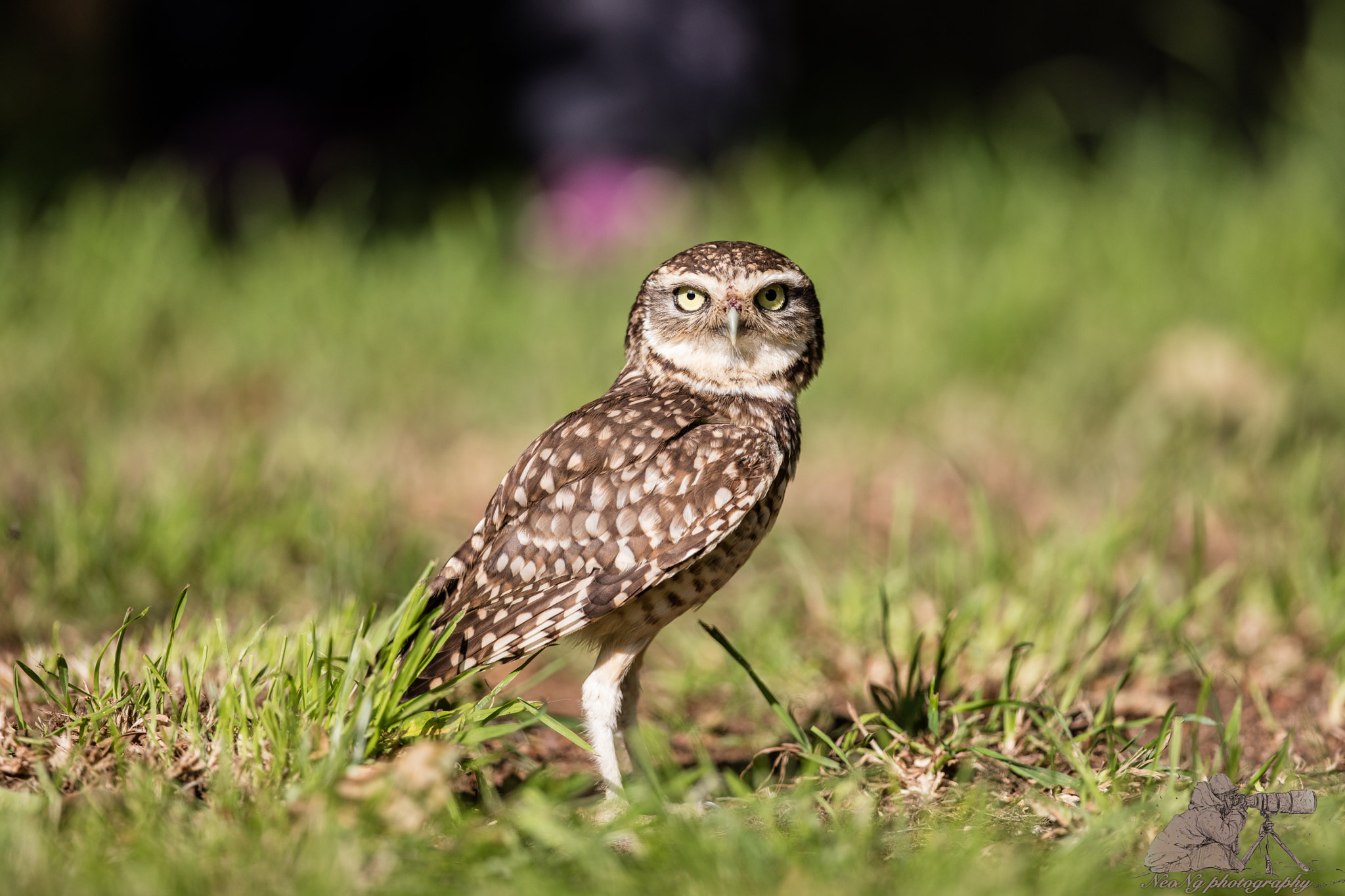 Canon EF 300mm F2.8L IS II USM sample photo. 5dsl9644.jpg photography