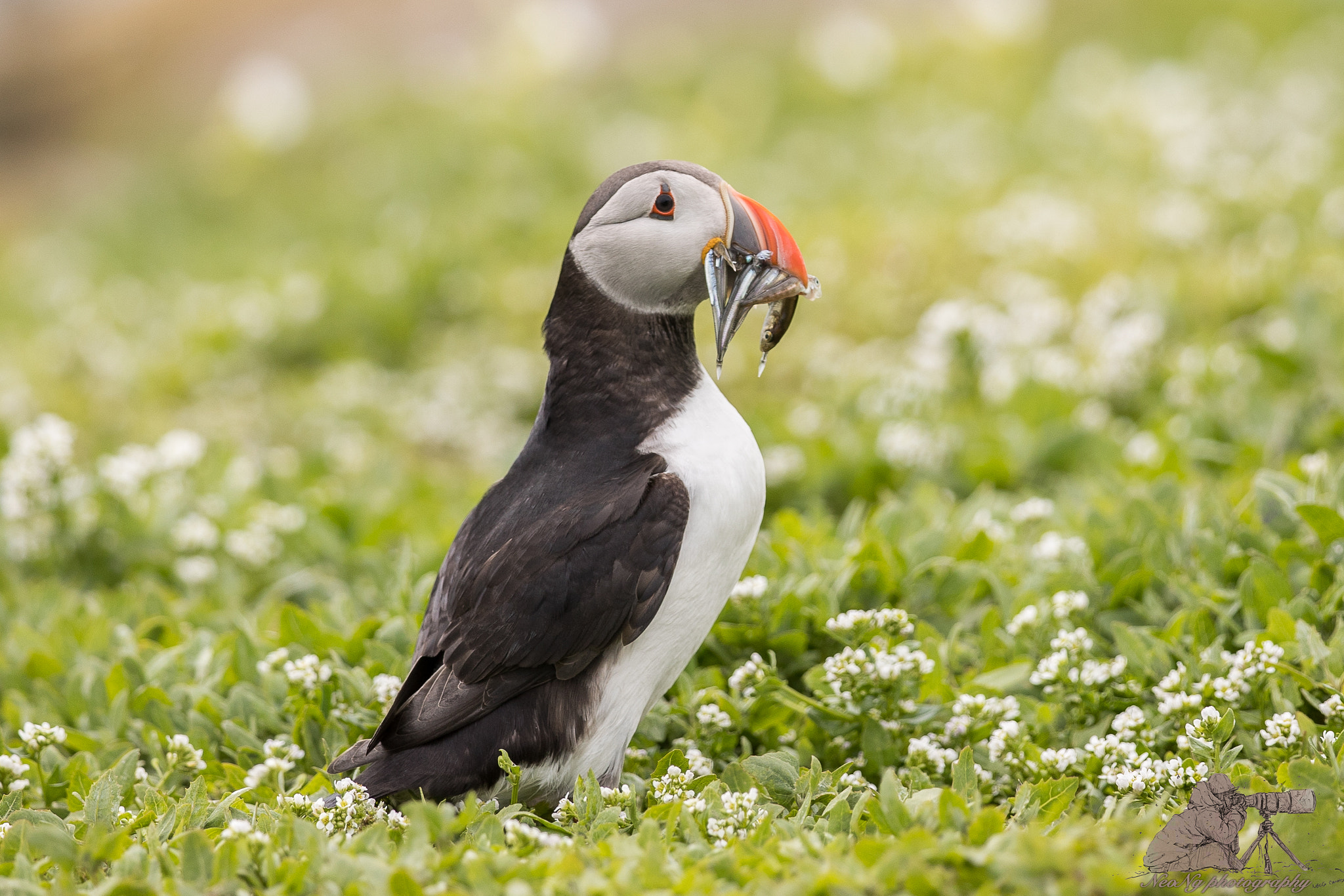 Canon EF 300mm F2.8L IS II USM sample photo. Neo_1488.jpg photography