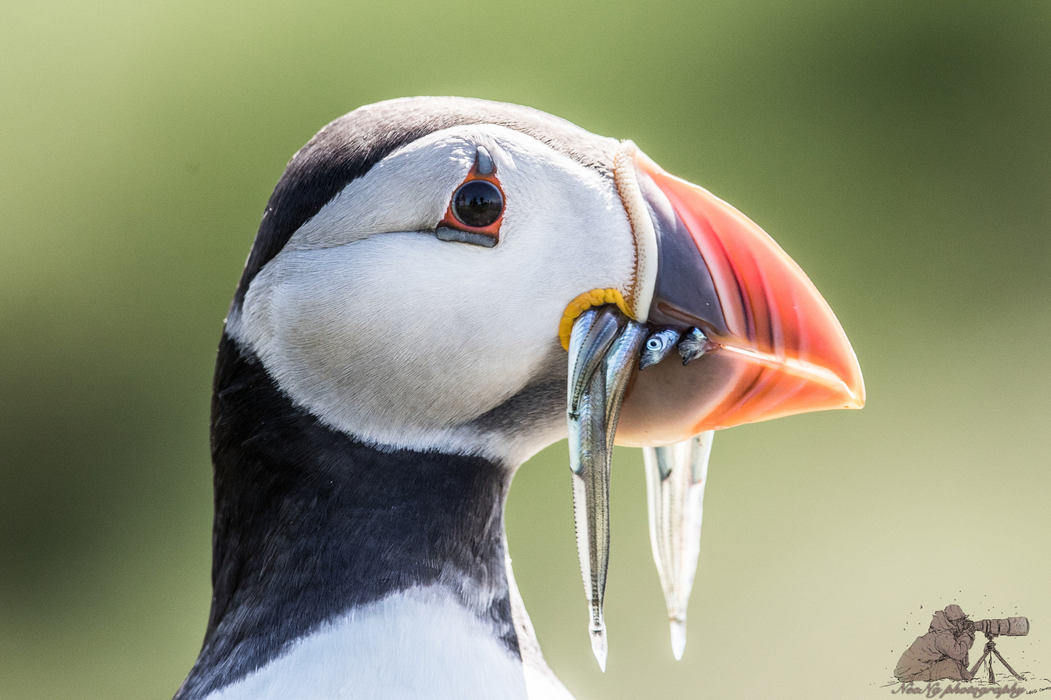 Canon EF 300mm F2.8L IS II USM sample photo. Neo_4143.jpg photography