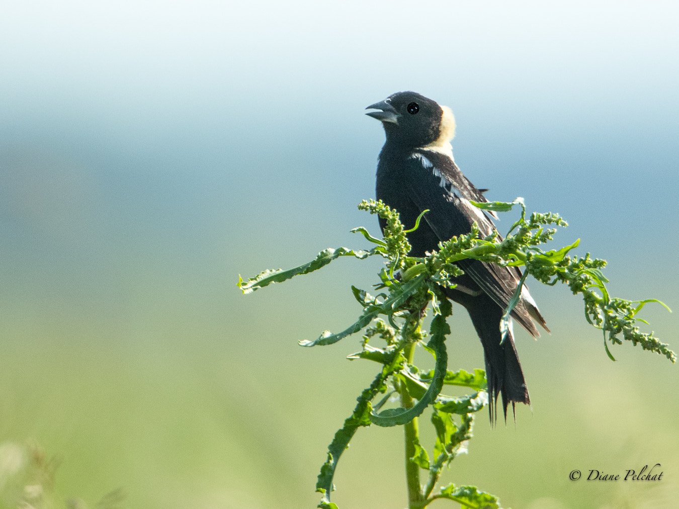 Canon EF 300mm F2.8L IS II USM sample photo. Bobolink photography