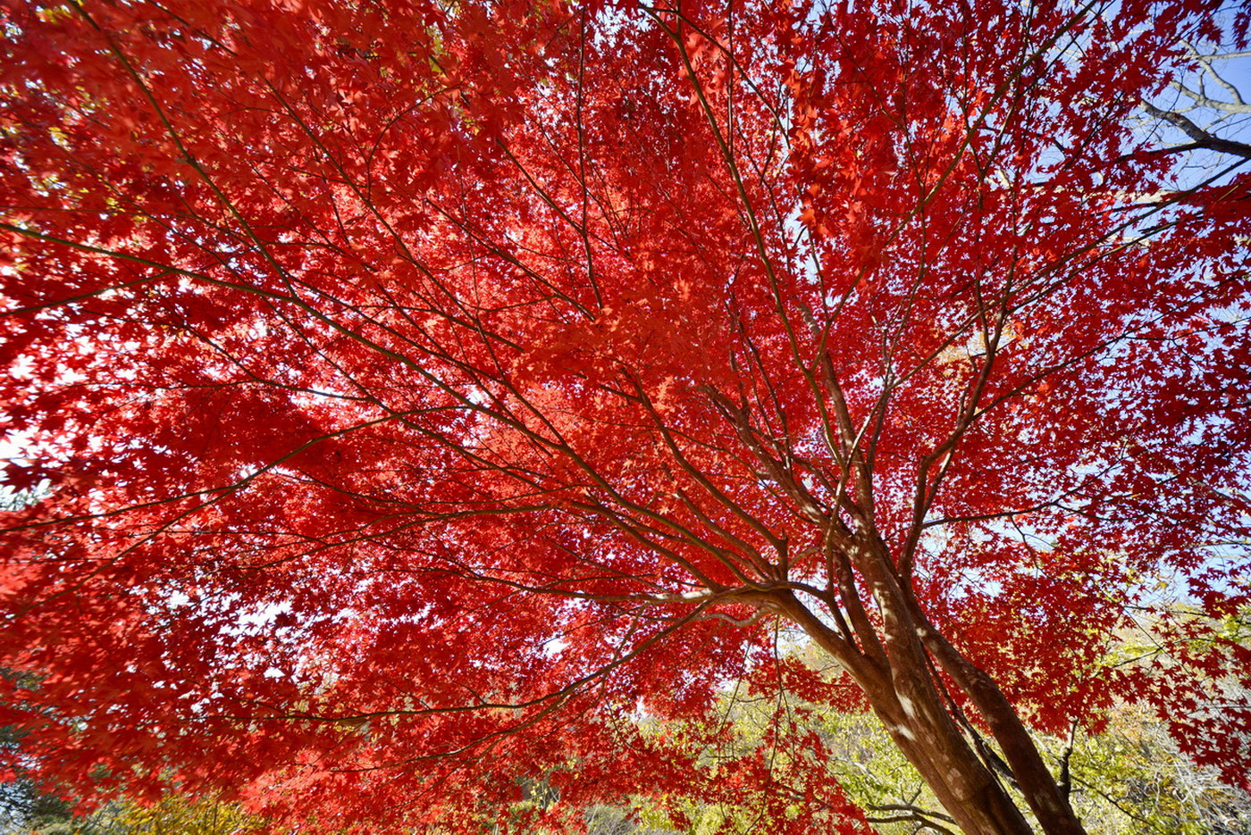 Sigma 12-24mm F4.5-5.6 EX DG Aspherical HSM sample photo. Palmate maple photography