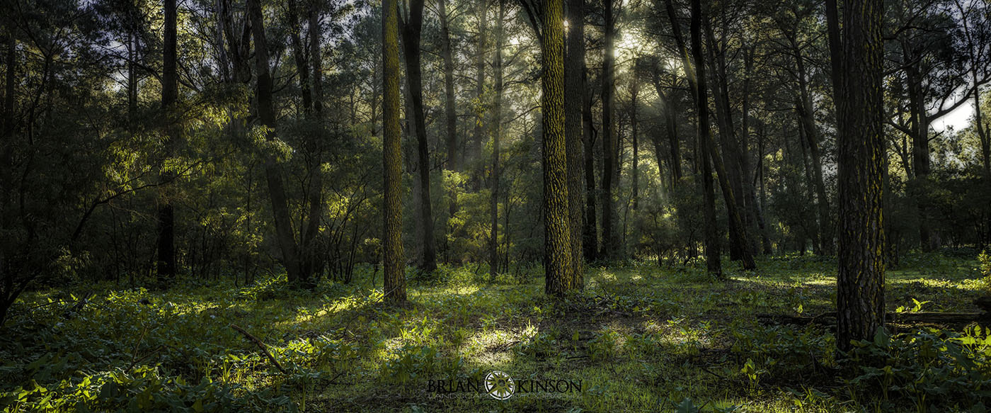 17-40mm F4 G SSM sample photo. Morning light photography