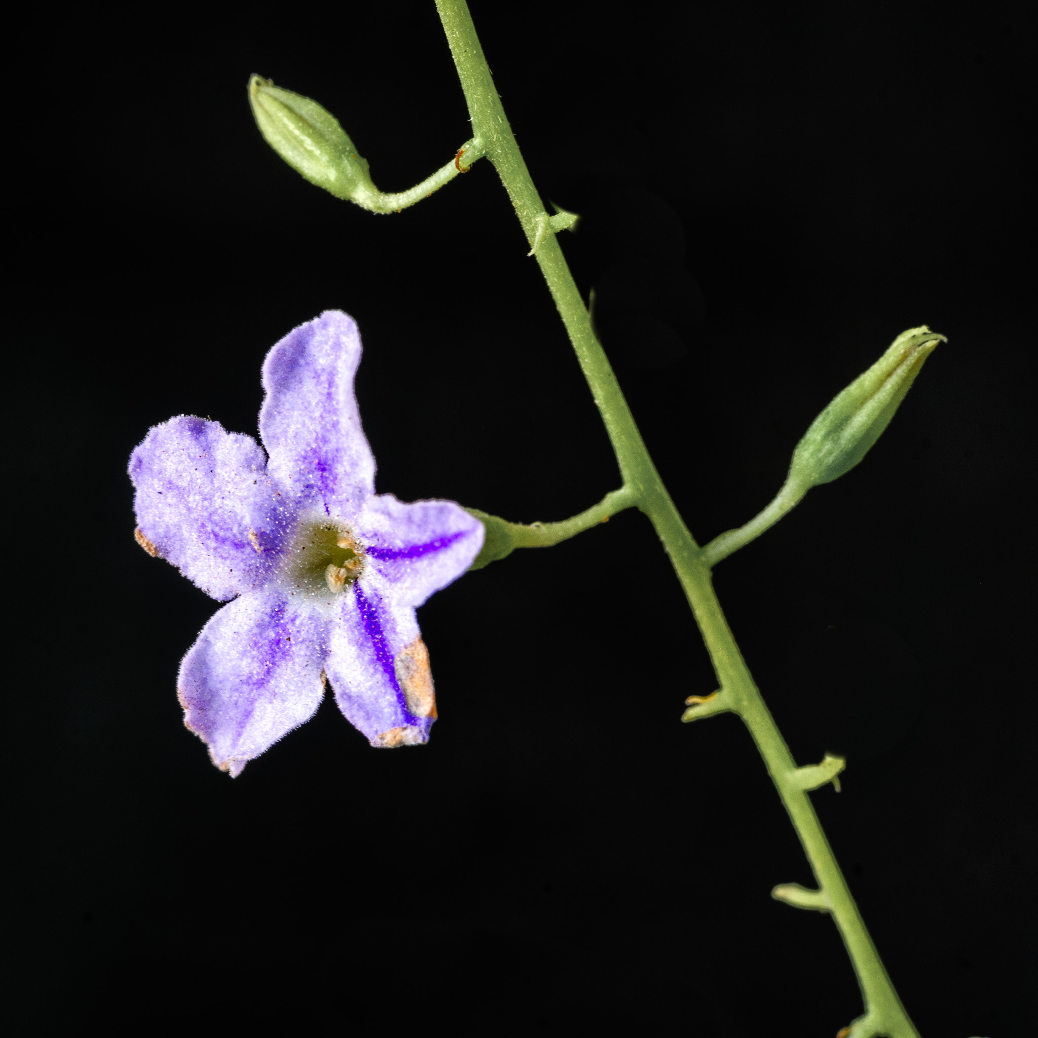 Nikon D40X sample photo. Buds & flower photography