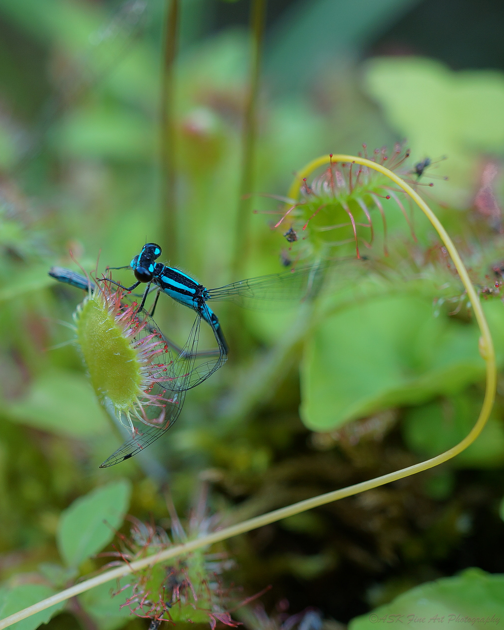 Sony Alpha NEX-5R + Sony E 30mm F3.5 Macro sample photo. Damsel not in distress photography