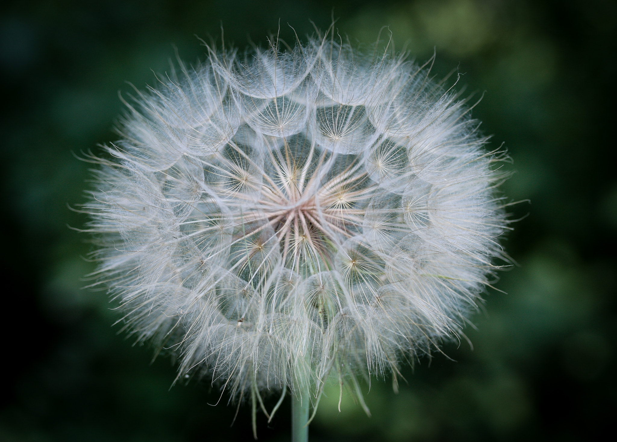 Canon EF-S 60mm F2.8 Macro USM sample photo. Make a peaceful wish... photography