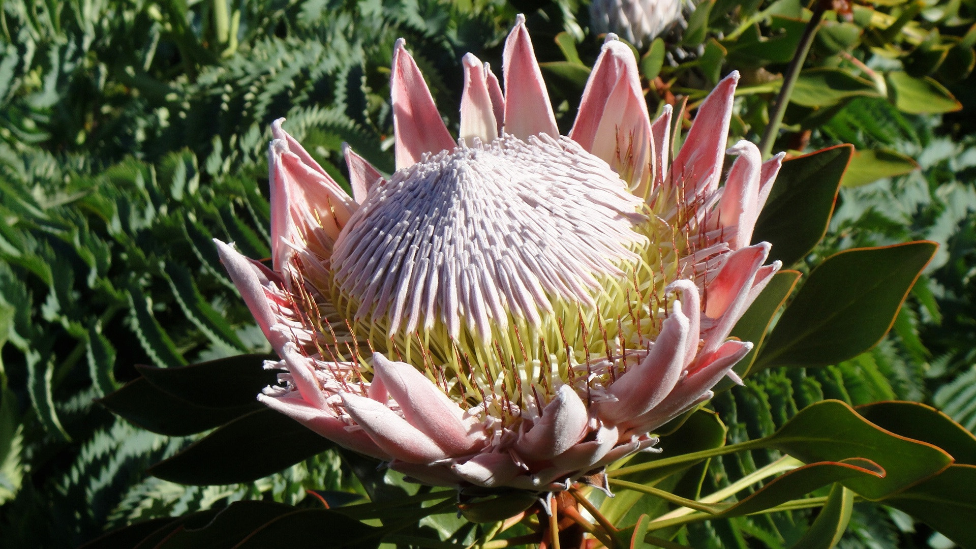Sony DSC-T90 sample photo. Cape town garden photography