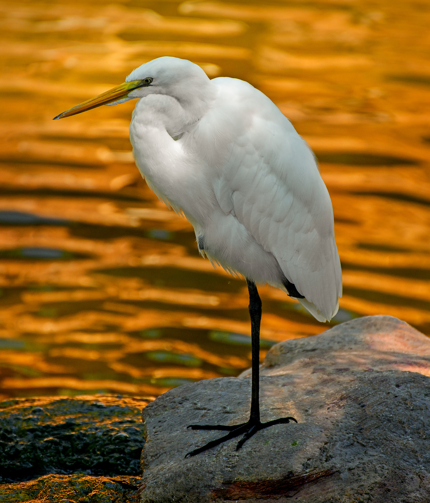 Nikon D800E sample photo. Golden egret photography