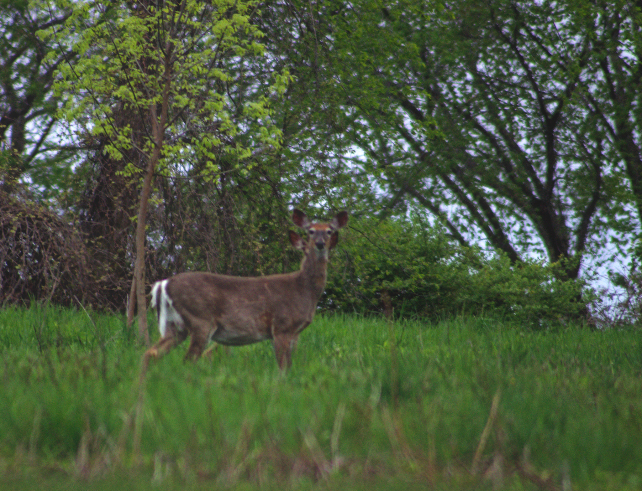 Manual Lens No CPU sample photo. Double does photography