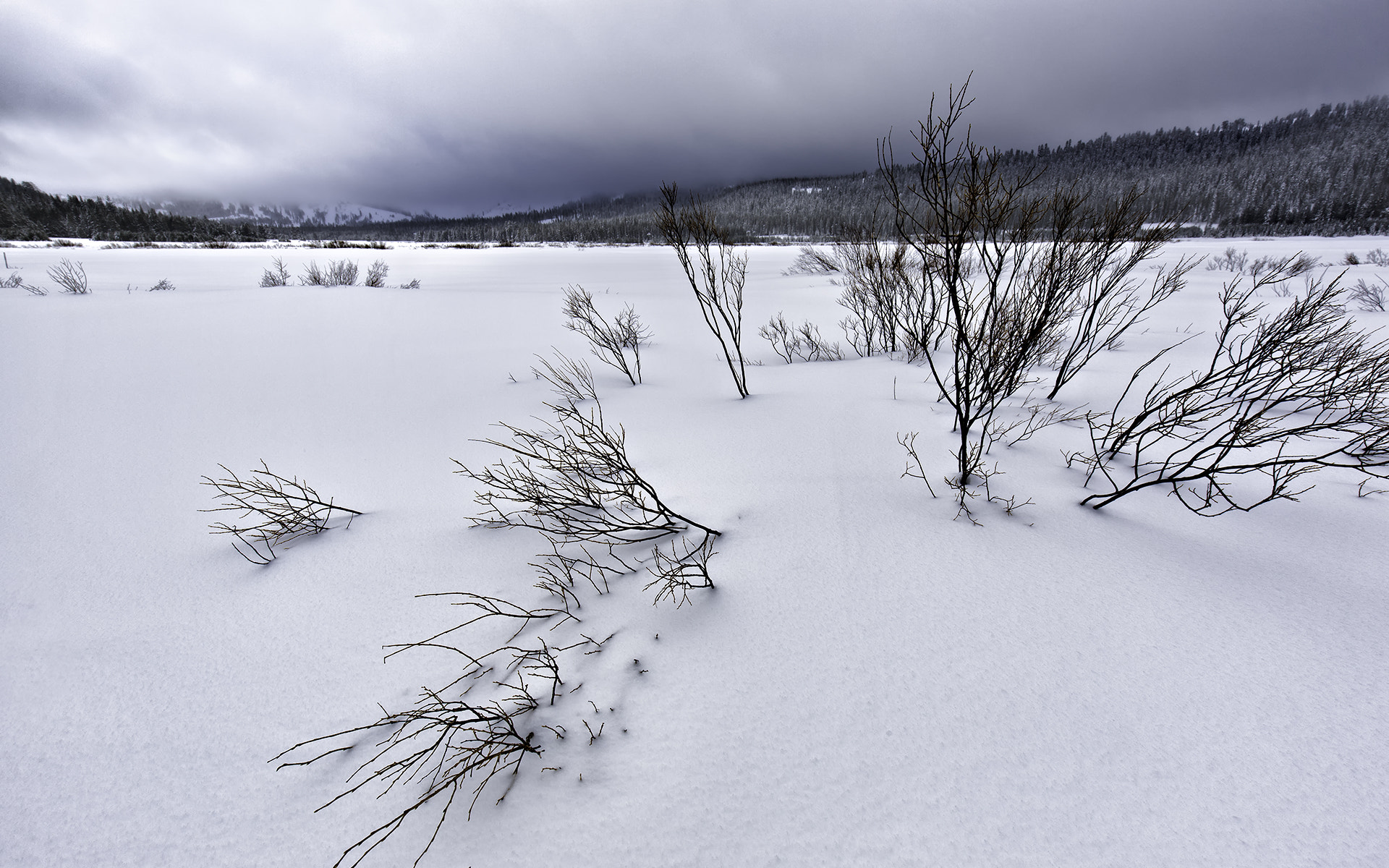 Canon EOS-1Ds Mark III sample photo. Soda sprigs () photography