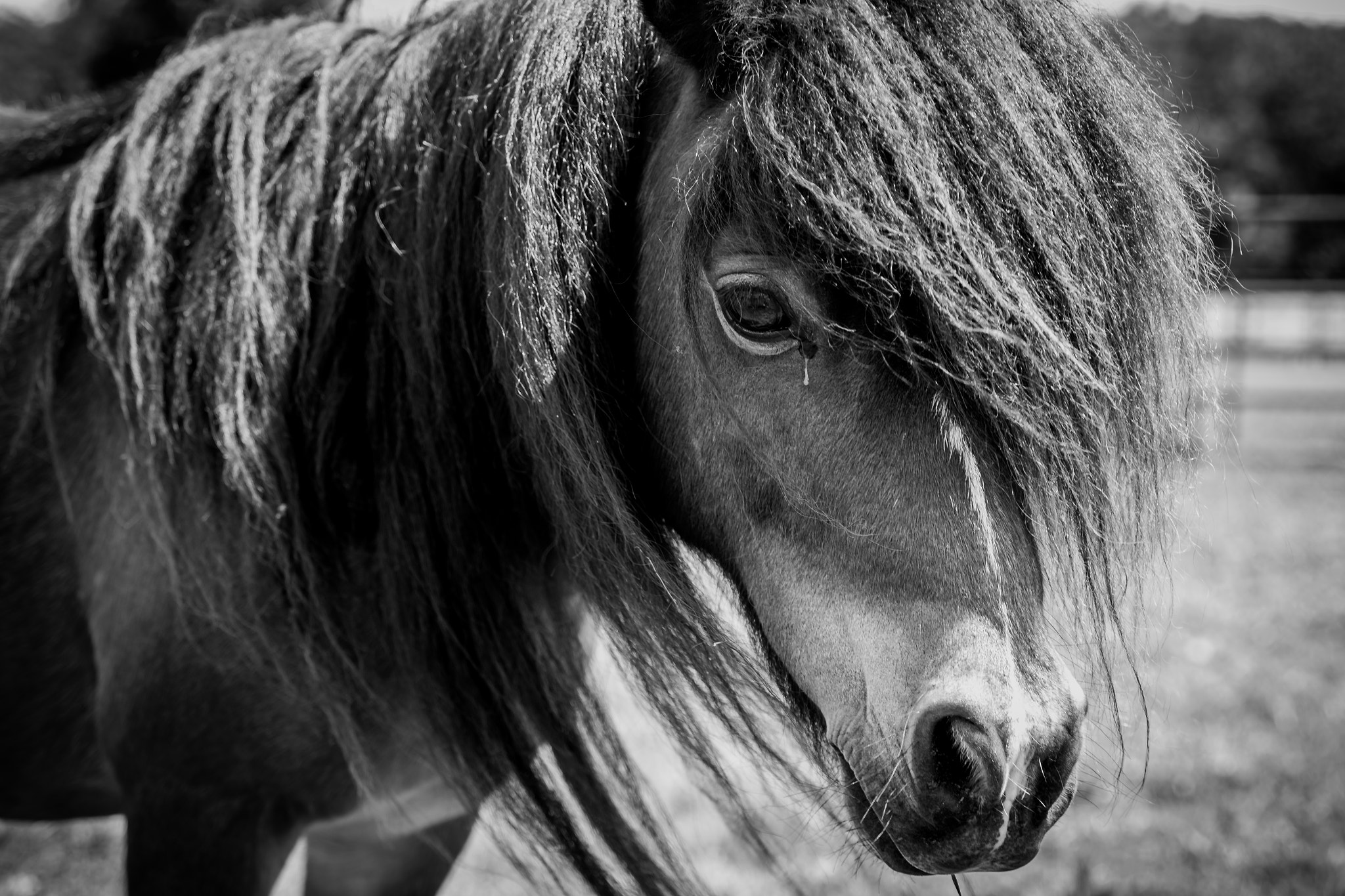 Canon EF 400mm f/2.8L sample photo. Emo-stang photography