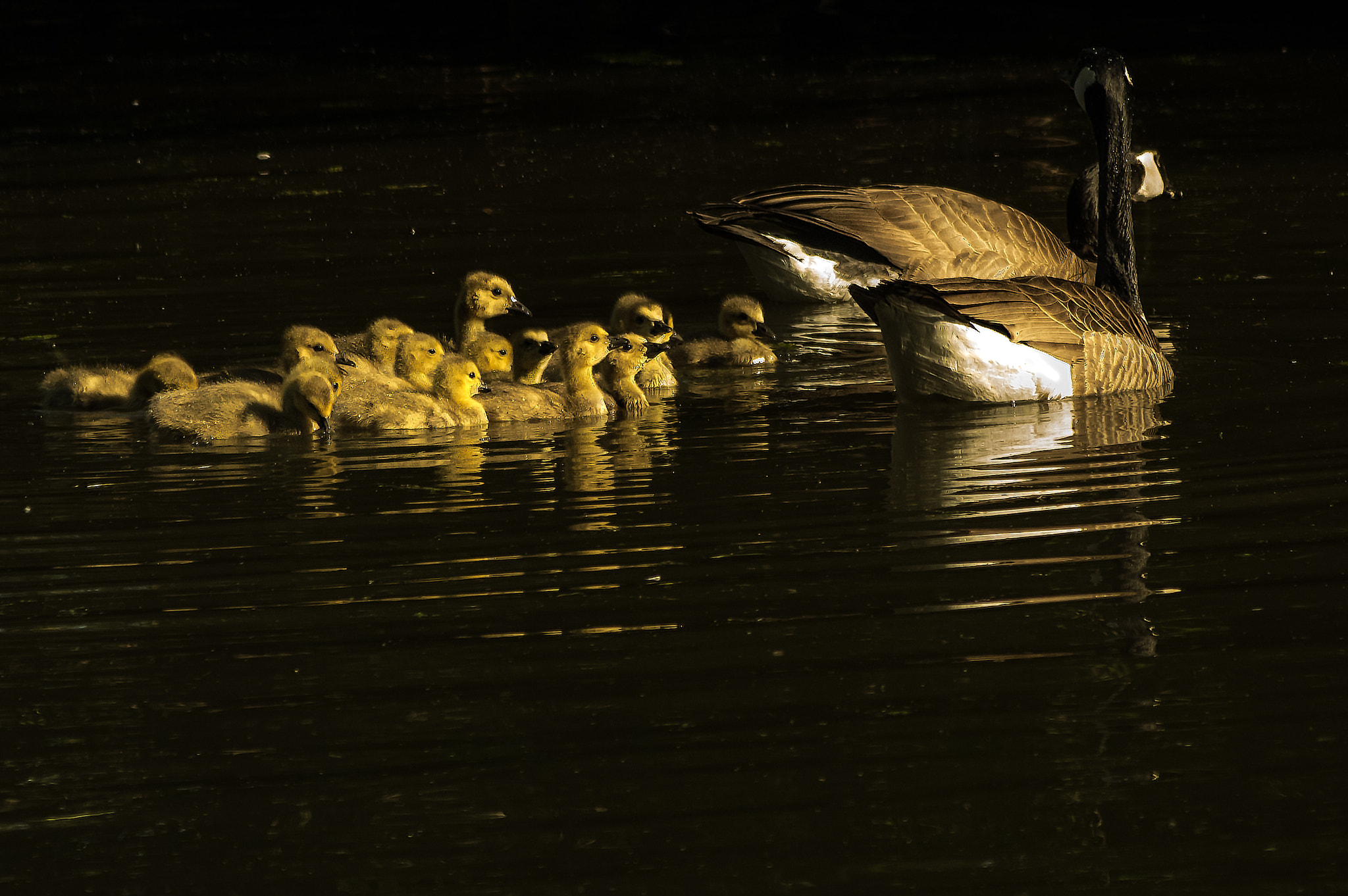 smc PENTAX-F 70-210mm F4-5.6 sample photo. Duckpond dozen photography