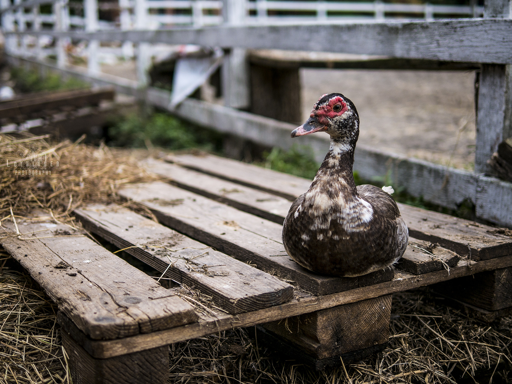 Panasonic Lumix DMC-G7 + Panasonic Leica DG Summilux 25mm F1.4 II ASPH sample photo. A chillin' duck :d photography