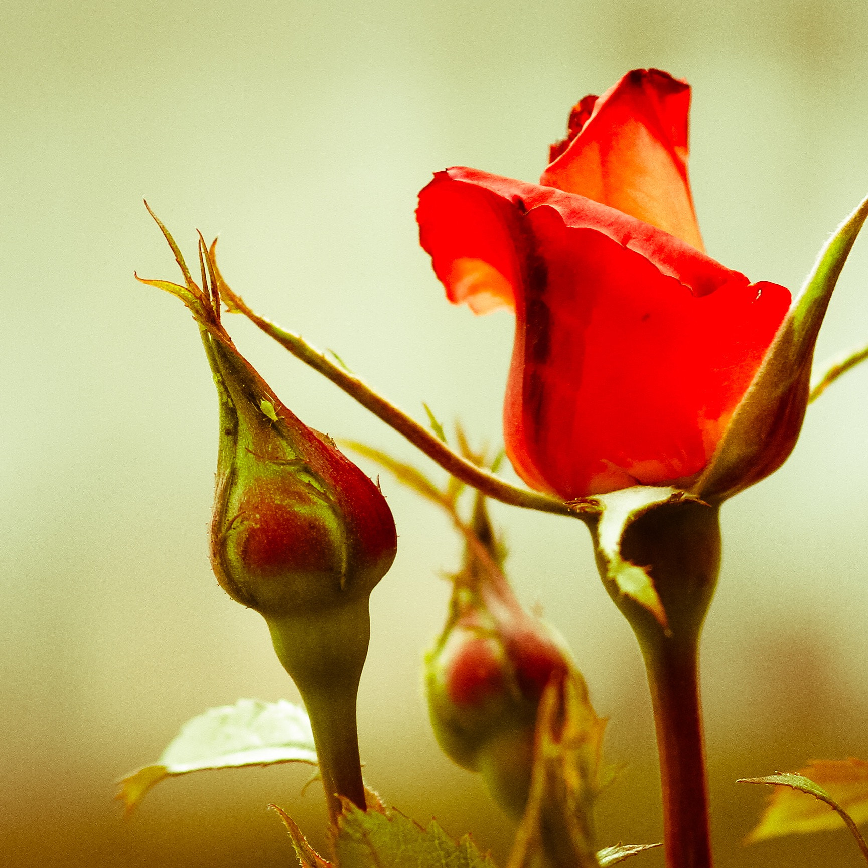 Canon EOS 7D + Canon EF 100mm F2.0 USM sample photo. A rose photography