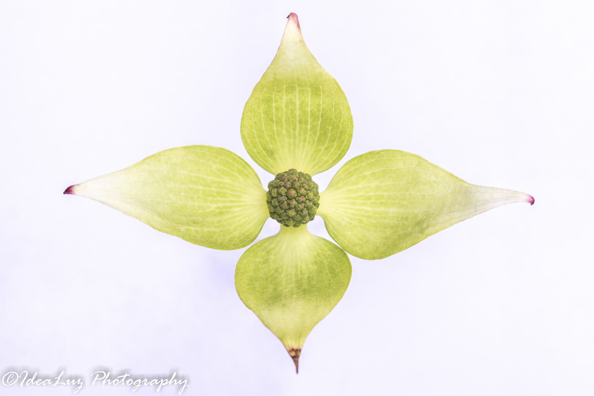 150mm F2.8 sample photo. Blazonery flower photography