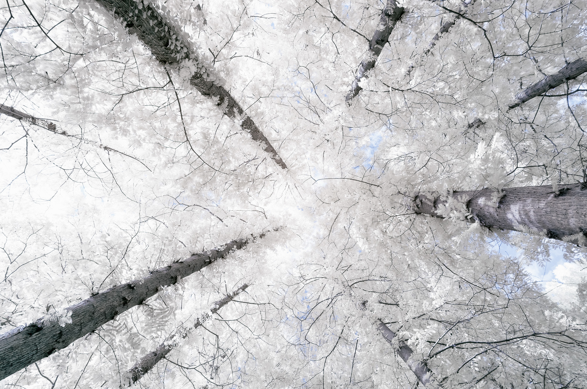 Nikon D300S sample photo. Ir tree photography
