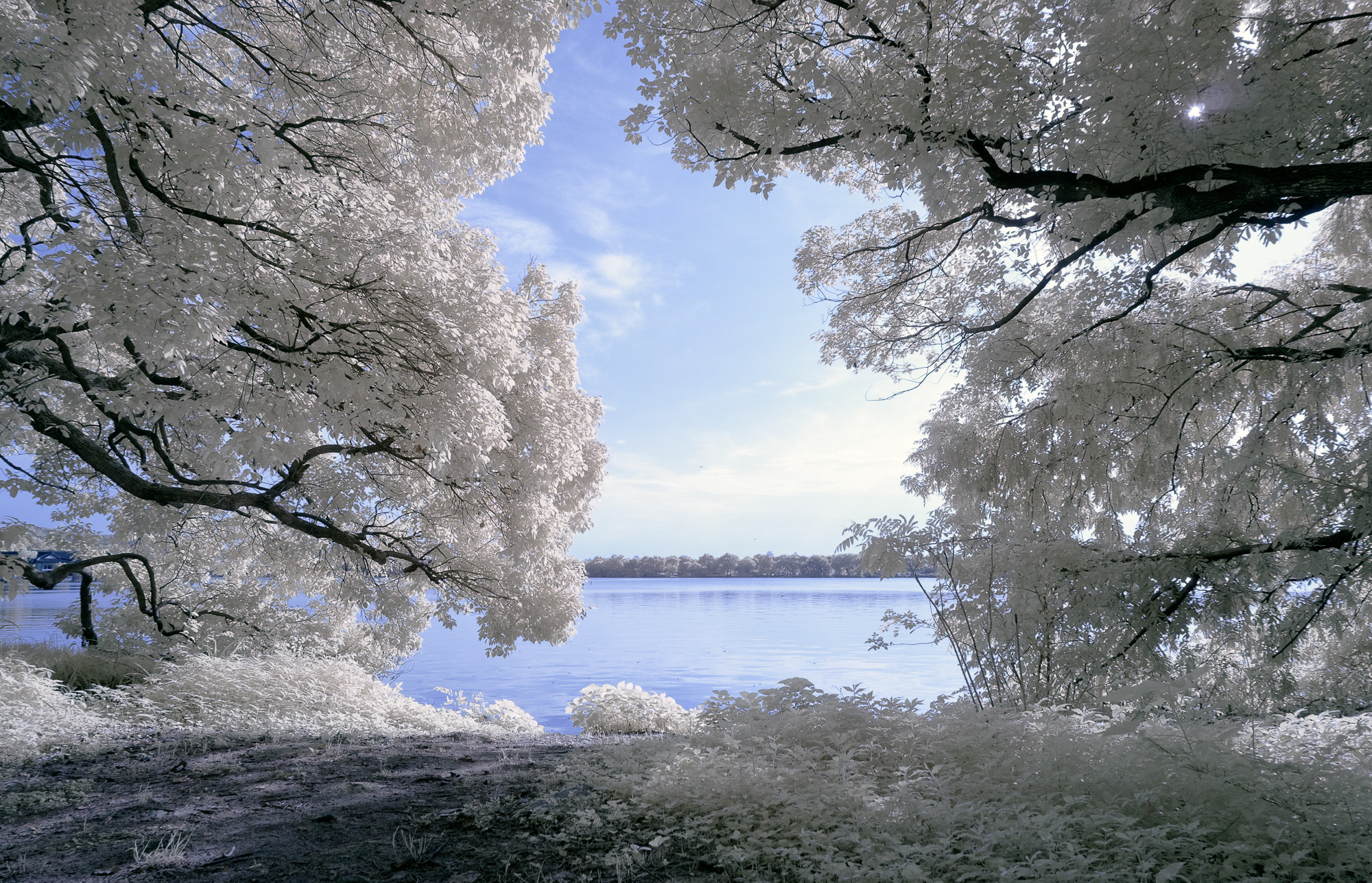 Nikon D300S sample photo. Ir tree photography