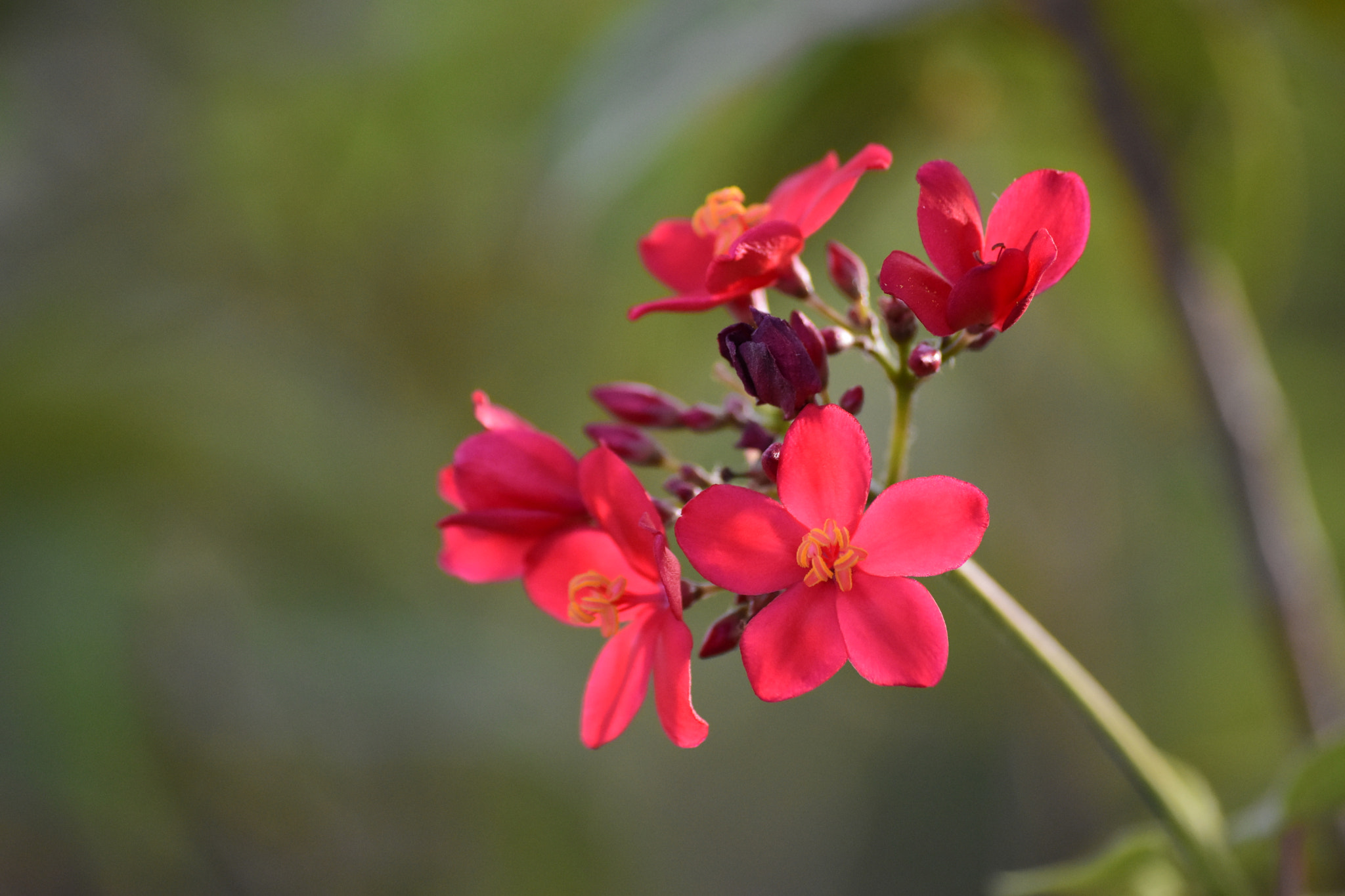Sigma 70-300mm F4-5.6 APO DG Macro sample photo. Nature ❤ photography