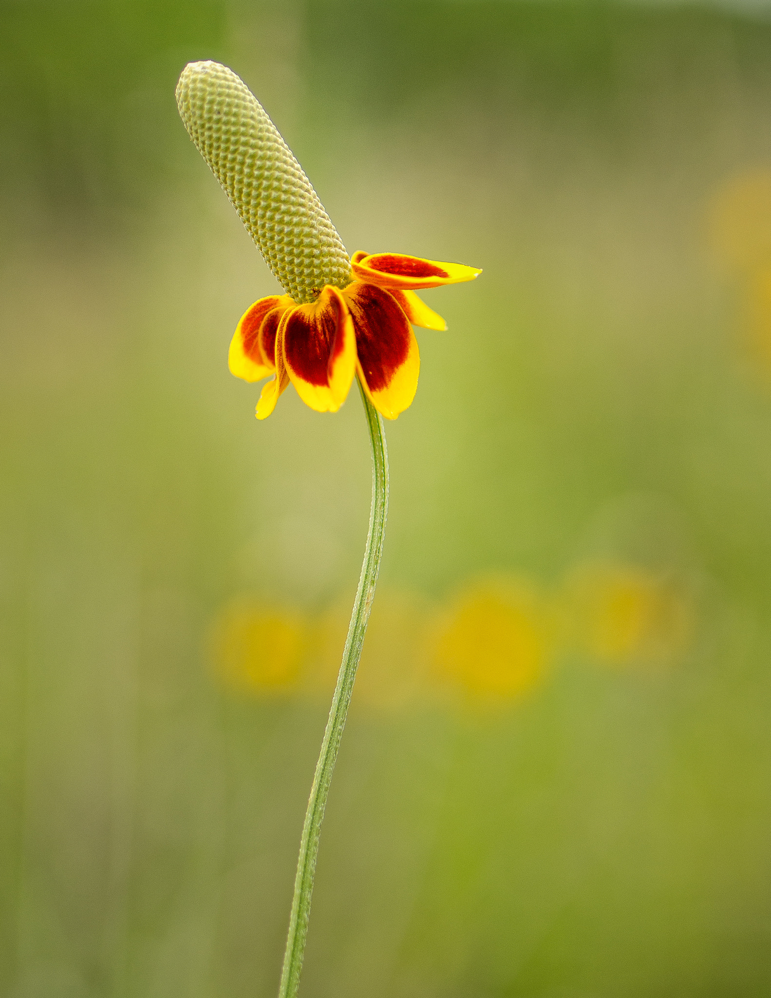 Nikon D7000 + Tamron SP 35mm F1.8 Di VC USD sample photo. Mexican hat photography