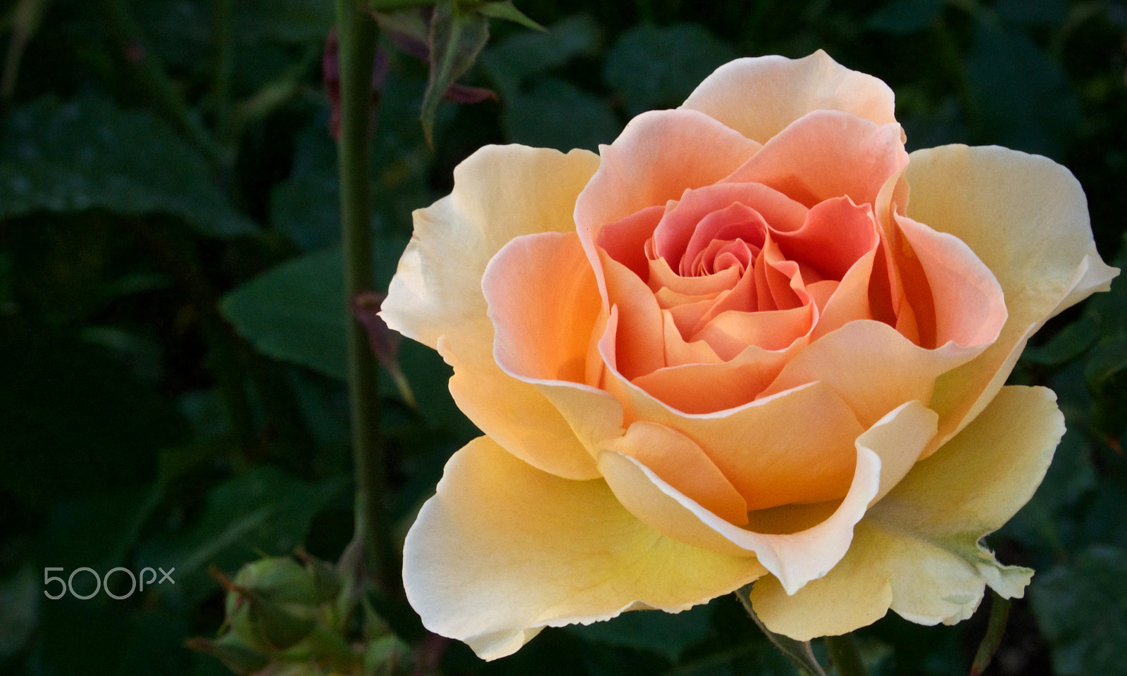 Nikon 1 J2 sample photo. May rose photography