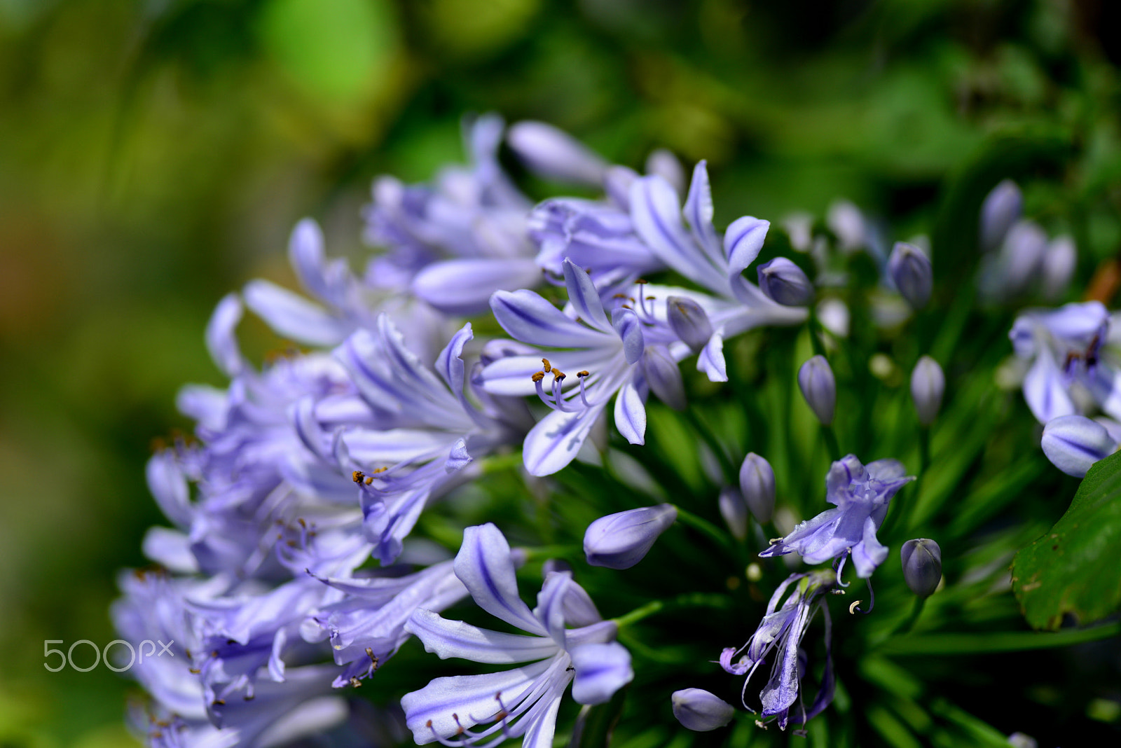 Nikon D600 sample photo. Light blue. photography