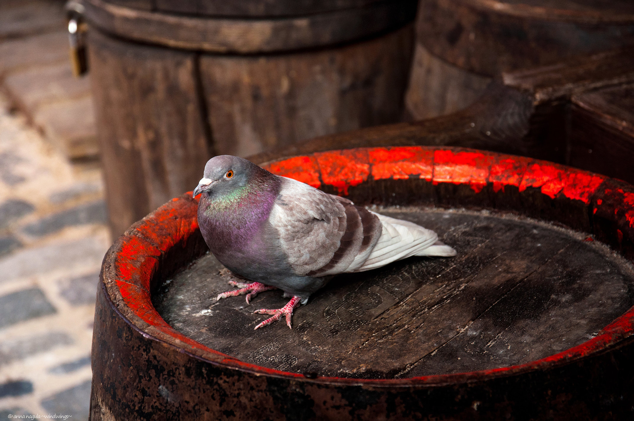 Sigma 17-70mm F2.8-4 DC Macro OS HSM | C sample photo. Street pigeon photography