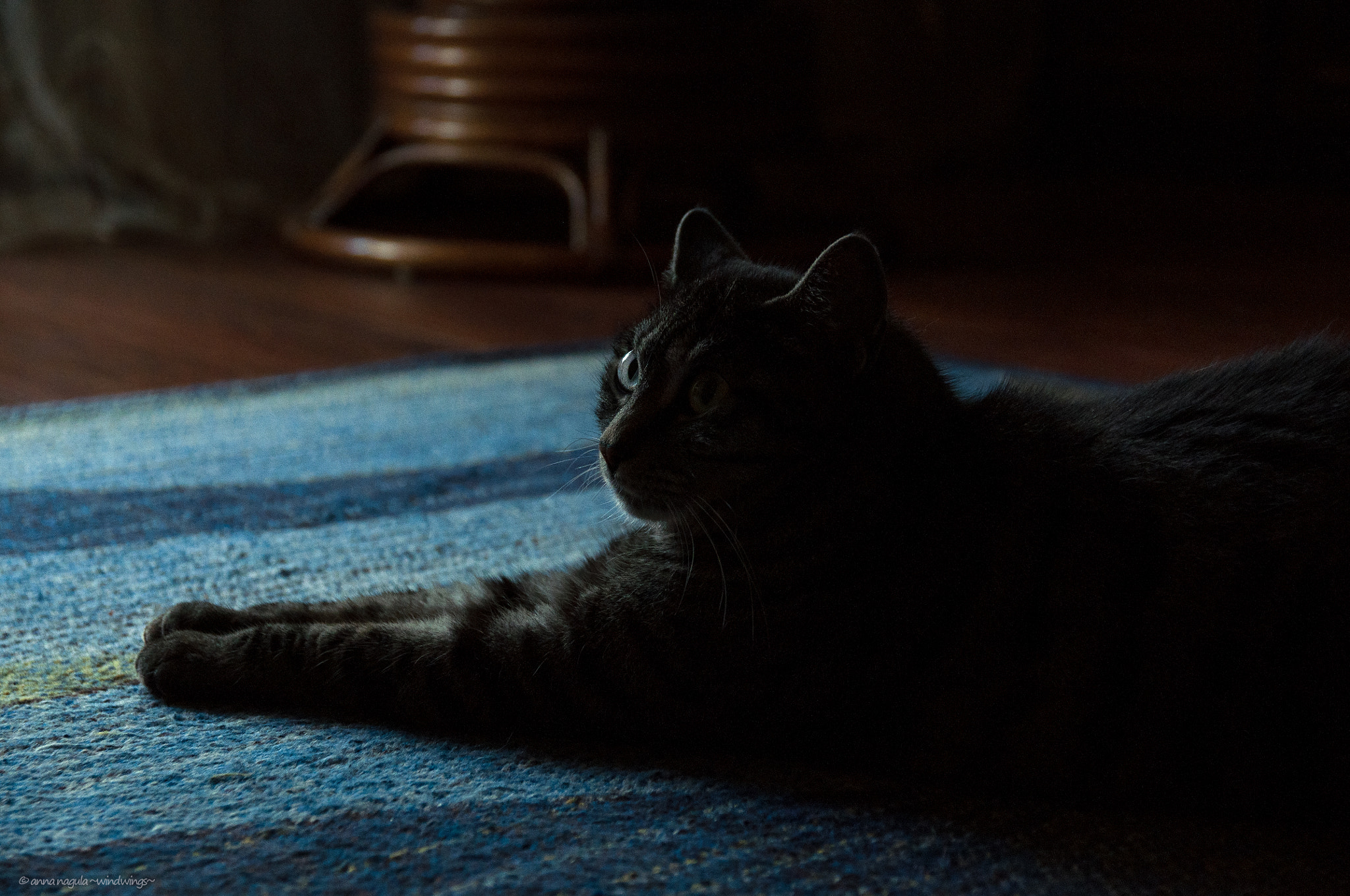 Sigma 17-70mm F2.8-4 DC Macro OS HSM | C sample photo. Cat in the twilight photography