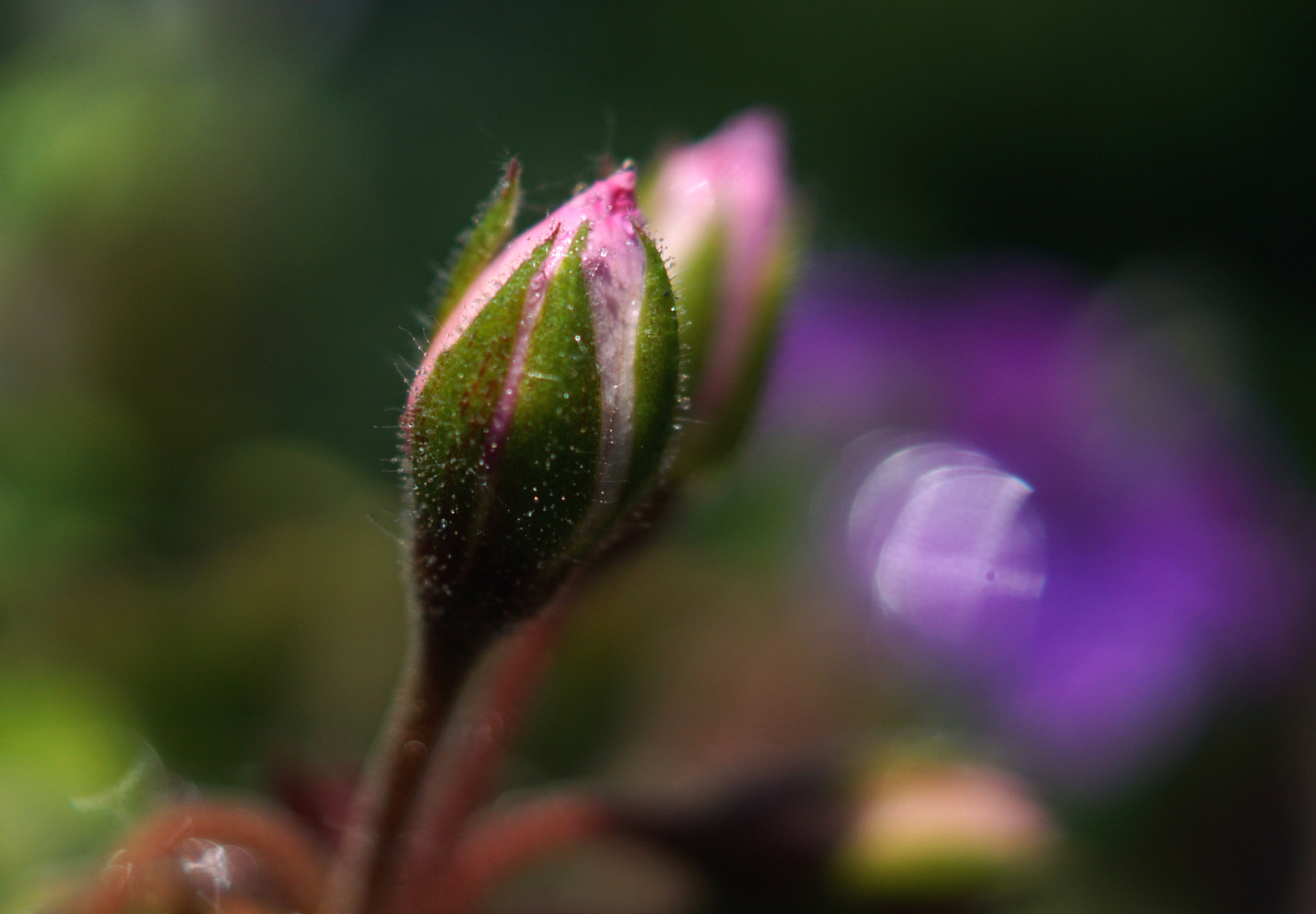 Sony DT 30mm F2.8 Macro SAM sample photo. Morning light photography