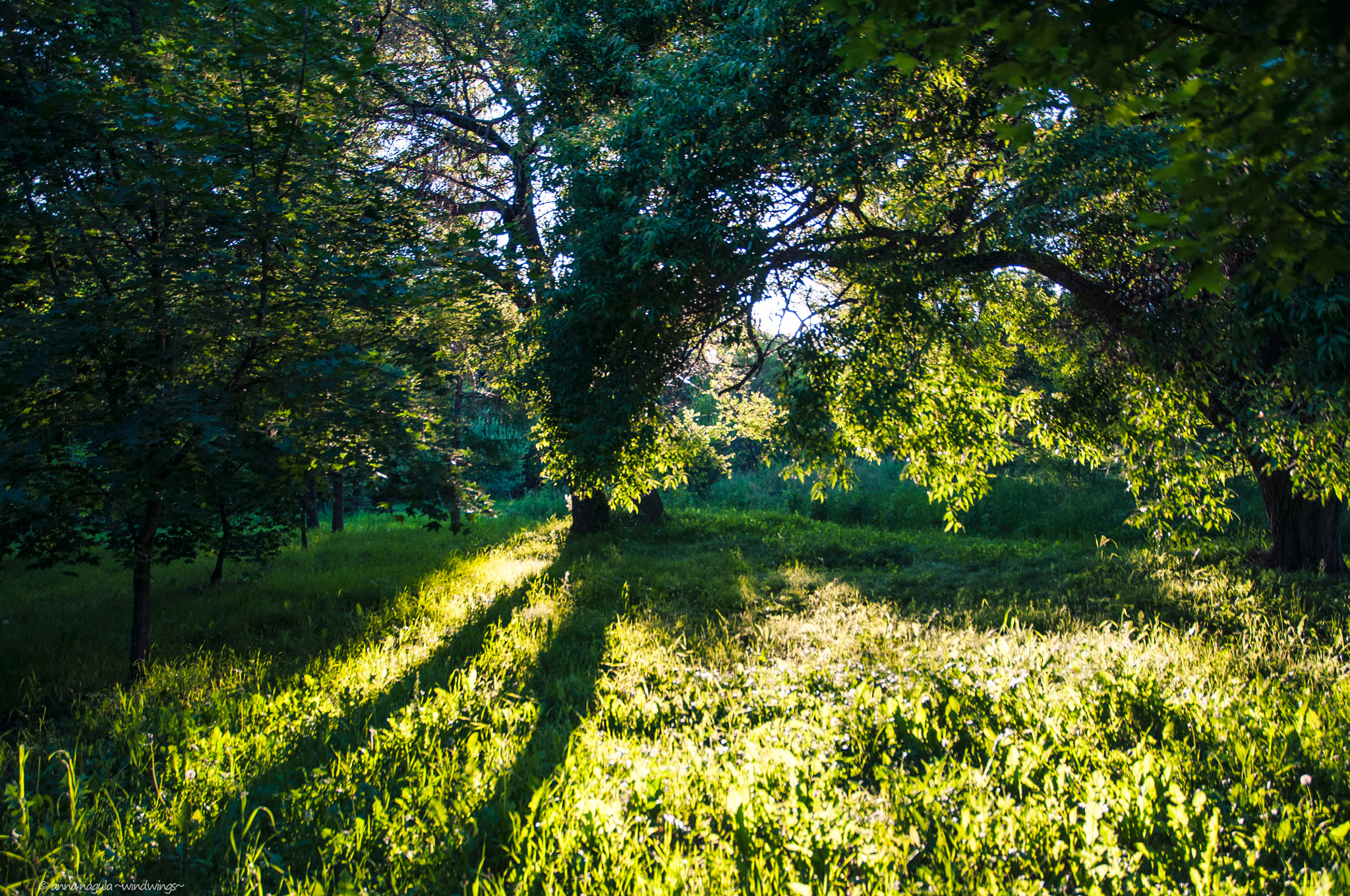 Sigma 17-70mm F2.8-4 DC Macro OS HSM | C sample photo. Light and shadows photography