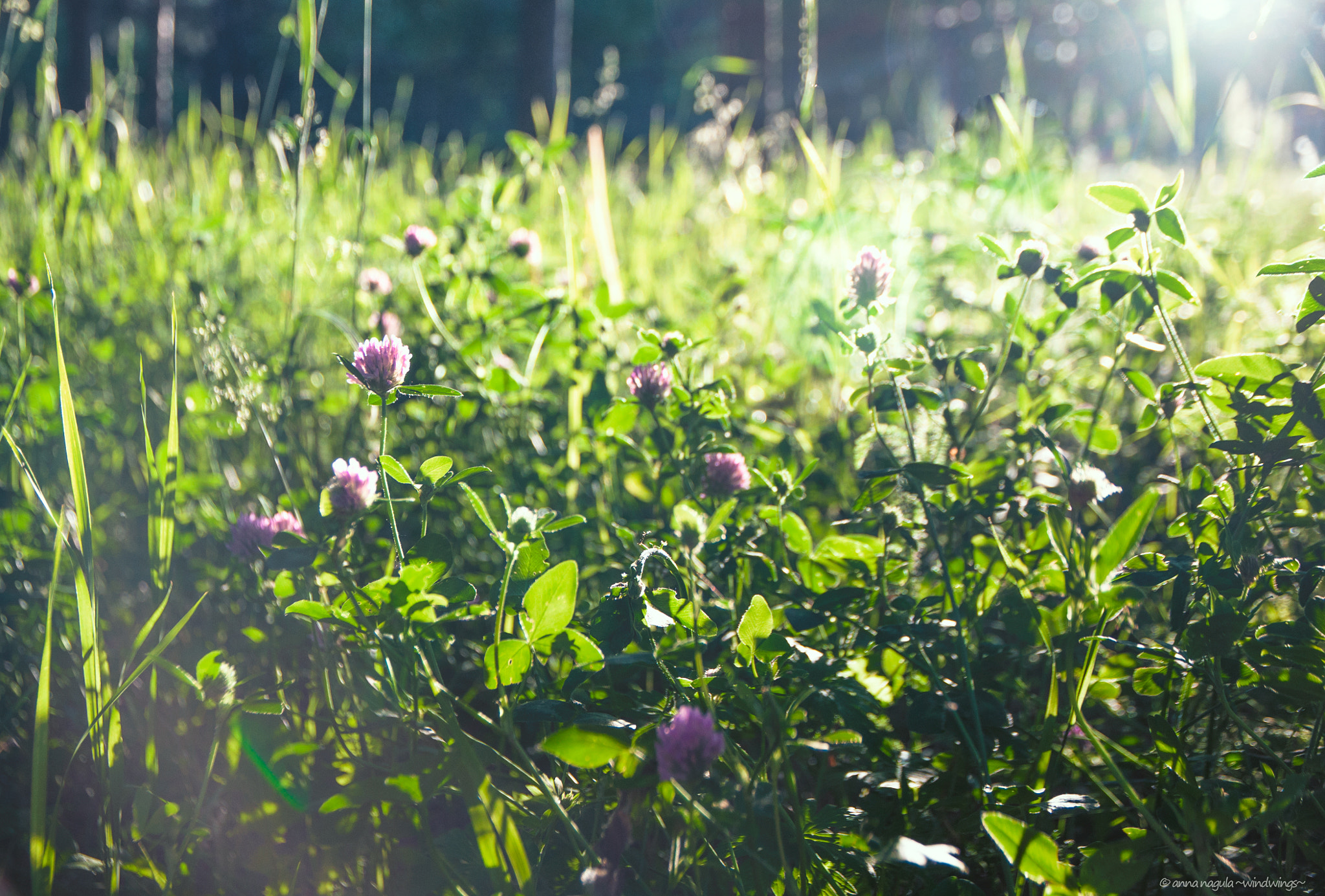 Sigma 17-70mm F2.8-4 DC Macro OS HSM | C sample photo. Messy grass photography