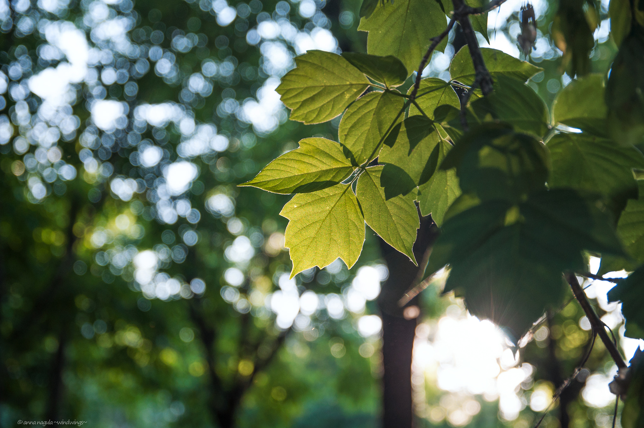 Sigma 17-70mm F2.8-4 DC Macro OS HSM | C sample photo. Tree branch in the evening light photography